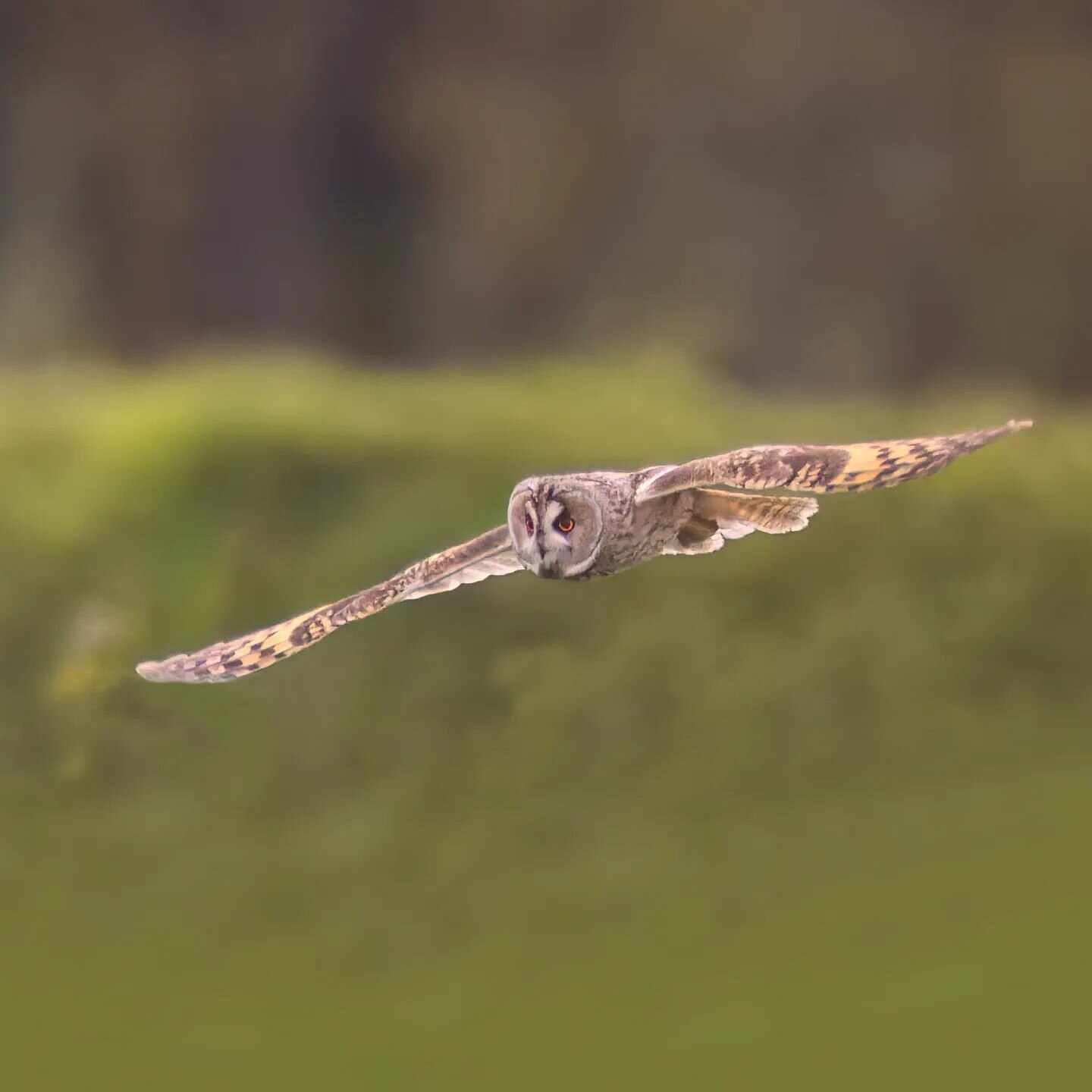 It was not my finest work, but I finally caught one in flight!
Canon EOS R7
Canon EF 600mm F4L IS
Canon EOSR-EF mount adapter
ISO:4000
F4
1/1000
@nee_naturalist
@canonuk
#canonuk #conkernaturemagazine #photography #canon #photographer #nature