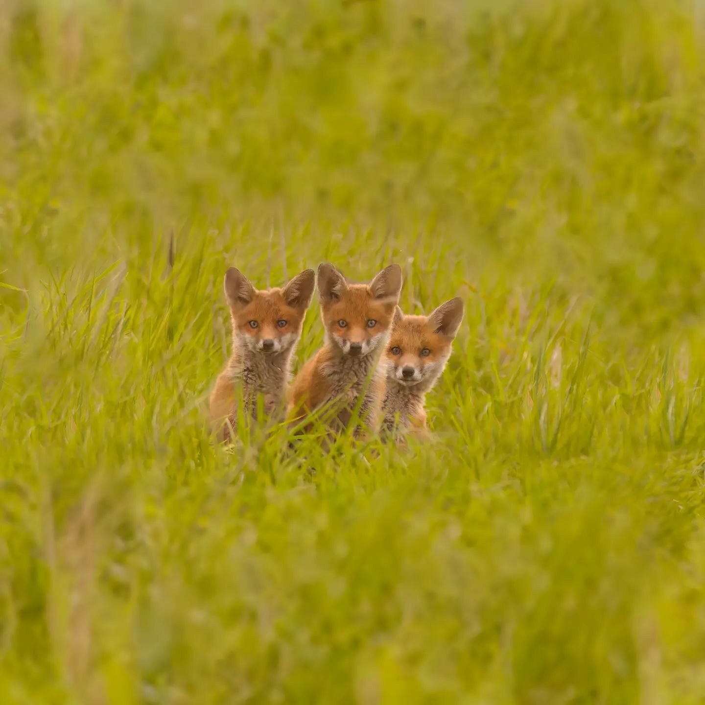 What's cuter than seeing a fox cub?

Three of them! 🦊

Canon EOS R7
Canon EF 600mm F4L IS 
Canon EOSR-EF mount adapter 

ISO: 2000
F4
1/2500

@canonuk

#canonuk #conkernaturemagazine #photography #canon #photographer #nature #naturephotography #shot