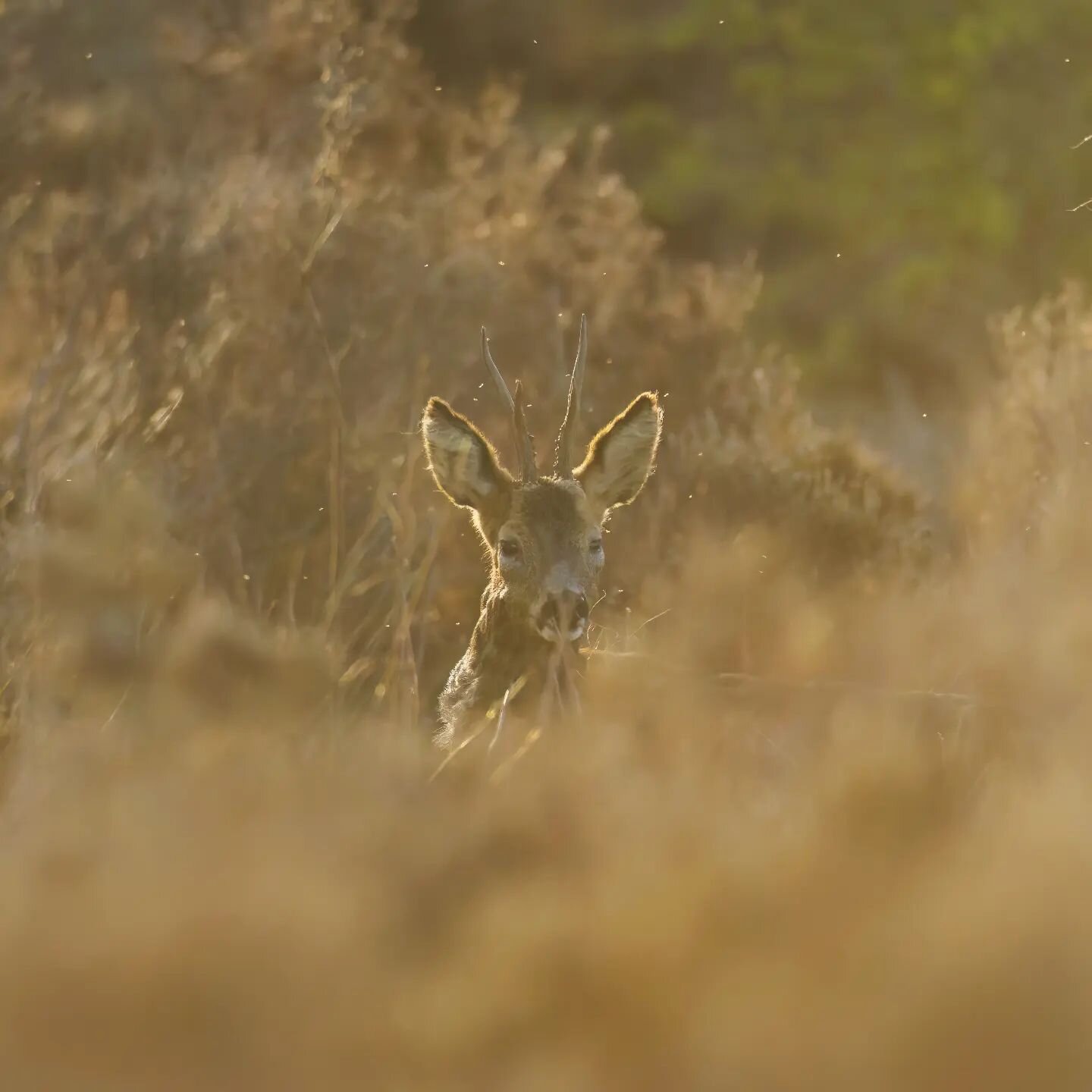 Golden boy
Canon EOS R7
Canon EF 600mm F4L IS
Canon EOSR-EF mount adapter
ISO: 2000
F4
1/4000
@nee_naturalist
@canonuk
#canonuk #conkernaturemagazine #photography #canon #photographer #nature #naturephotography #shots_of_animals #animalelite #w