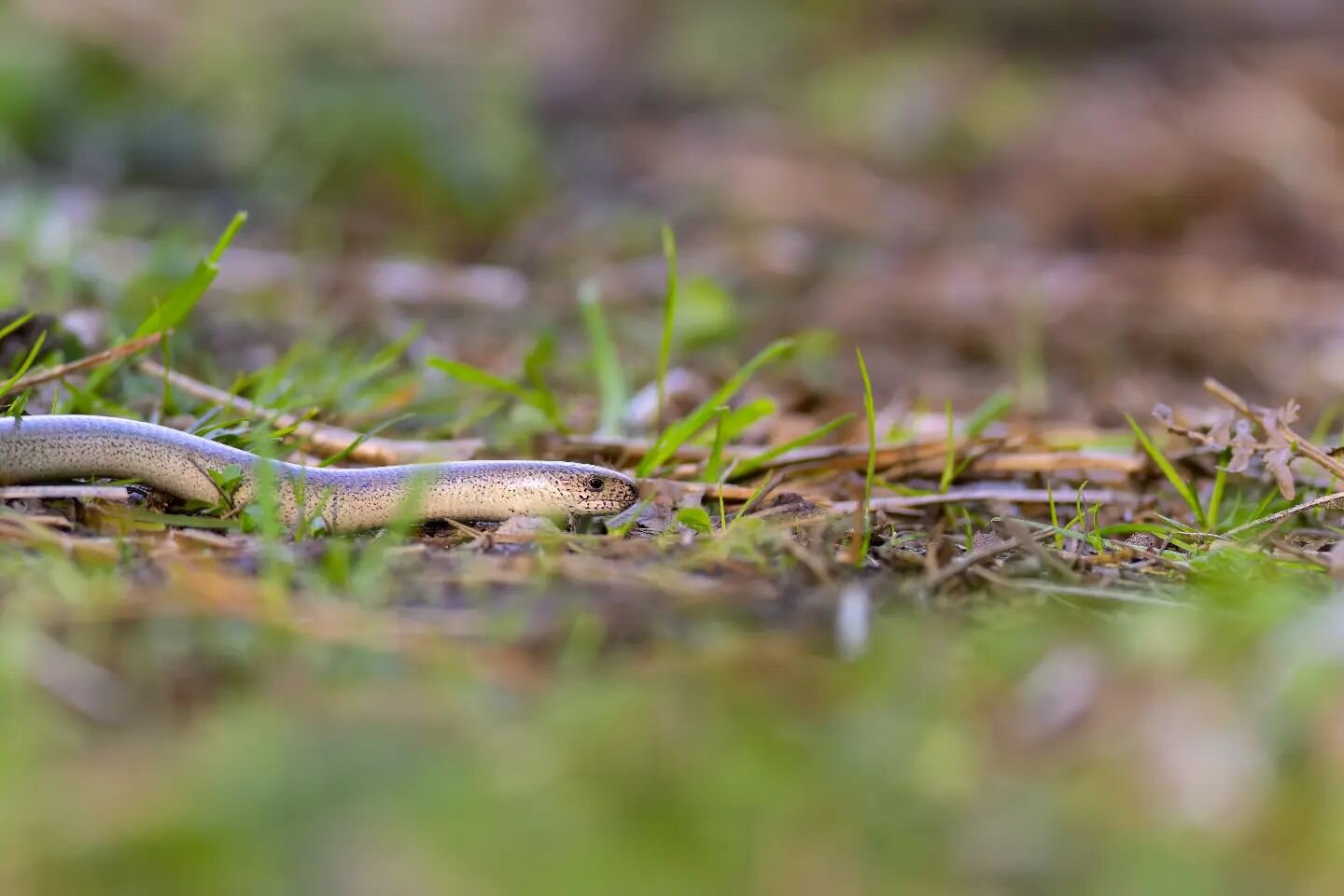 Bit of a 'slow' day today in terms of wildlife...
Canon EOS R7
Canon EF 600mm F4L IS
Canon EOSR-EF mount adapter
ISO: 5000
F4
1/400⁹0
@nee_naturalist
@canonuk
#canonuk #conkernaturemagazine #photography #canon #photographer #nature #naturephoto