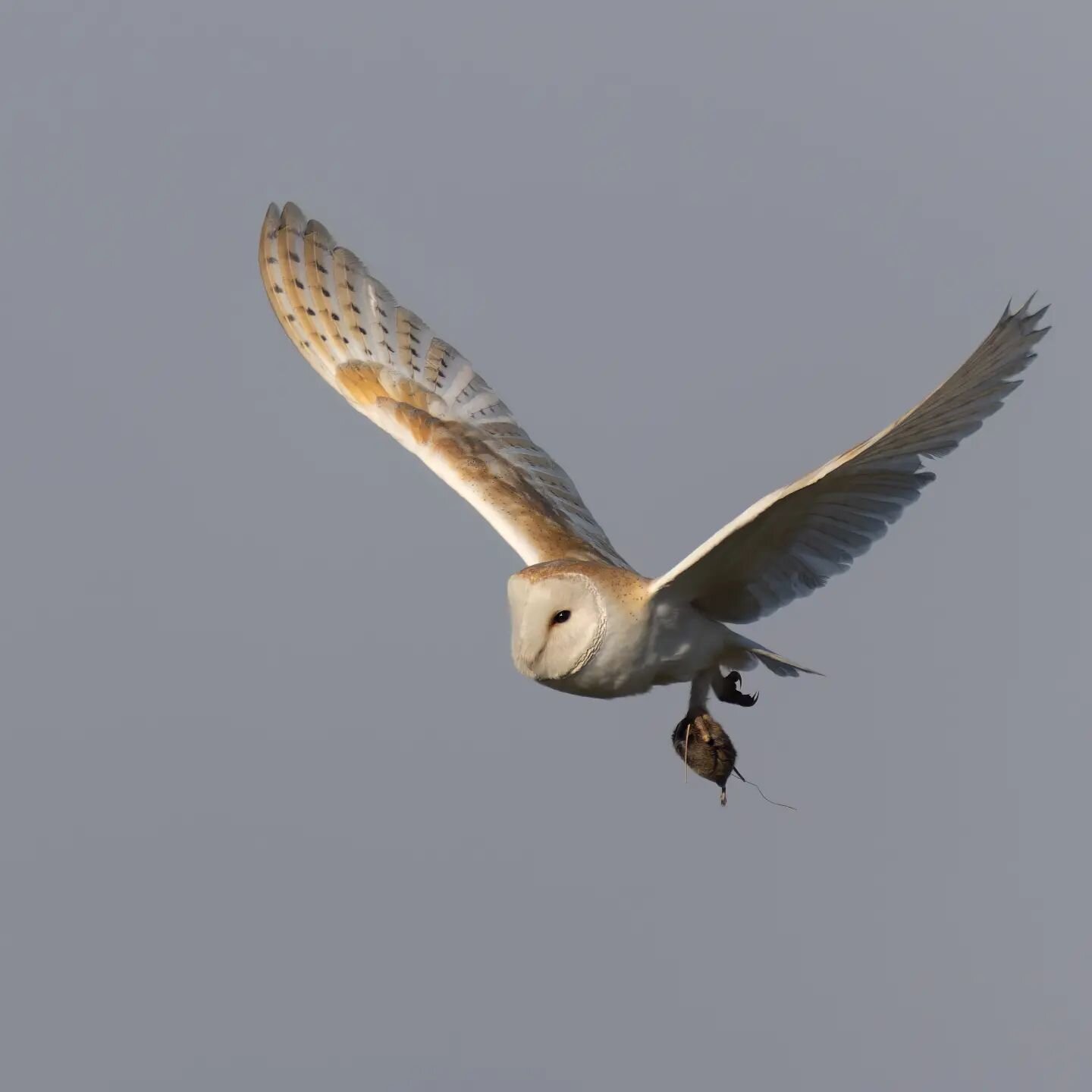 This is my Saturday night, watching barn owls hunting. 

Canon EOS R7
Canon EF 600mm F4L IS 
Canon EOSR-EF mount adapter 

ISO: 320
F4
1/4000

@nee_naturalist
@canonuk

#canonuk #conkernaturemagazine #photography #canon #photographer #nature #naturep