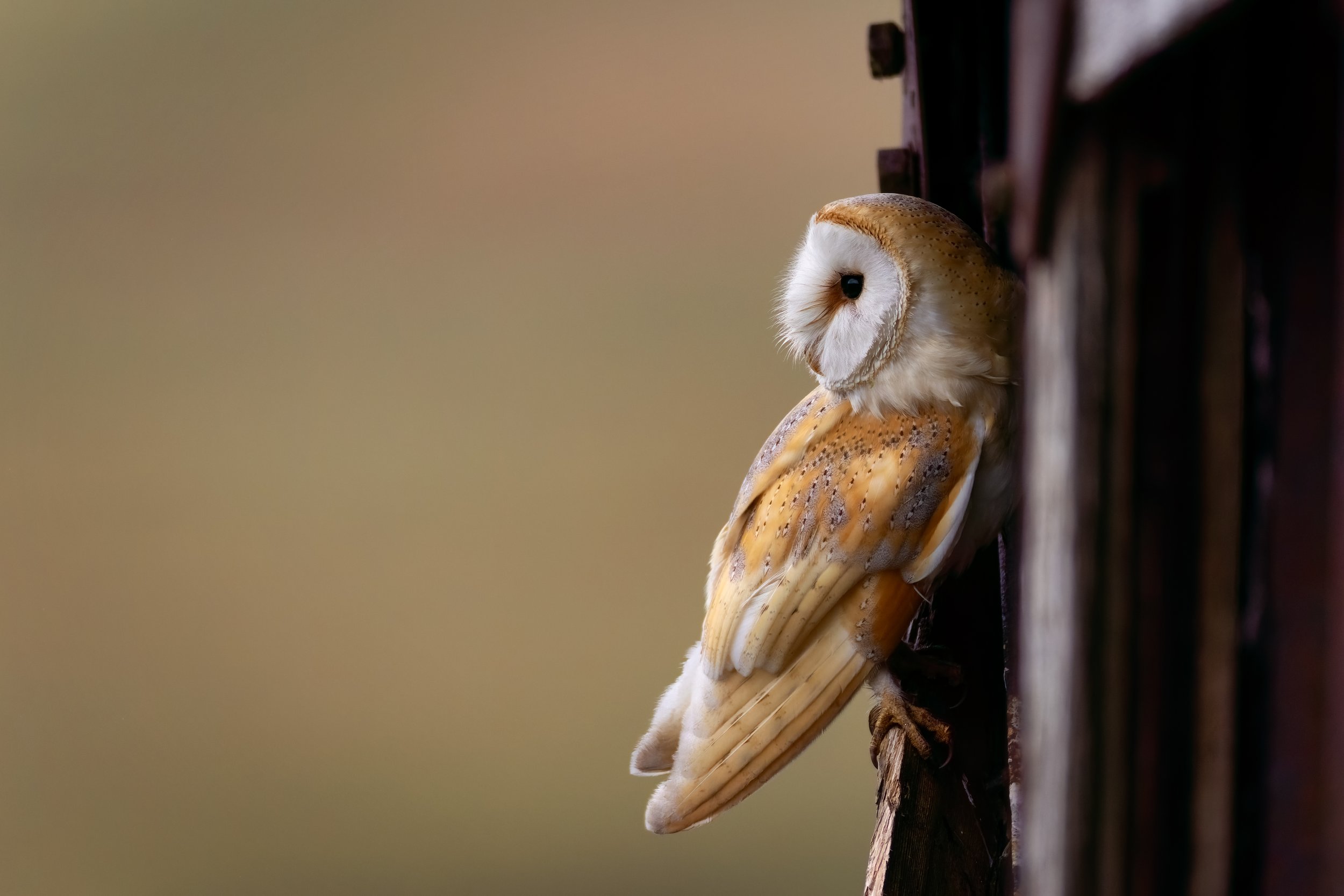 Barn Owl staring