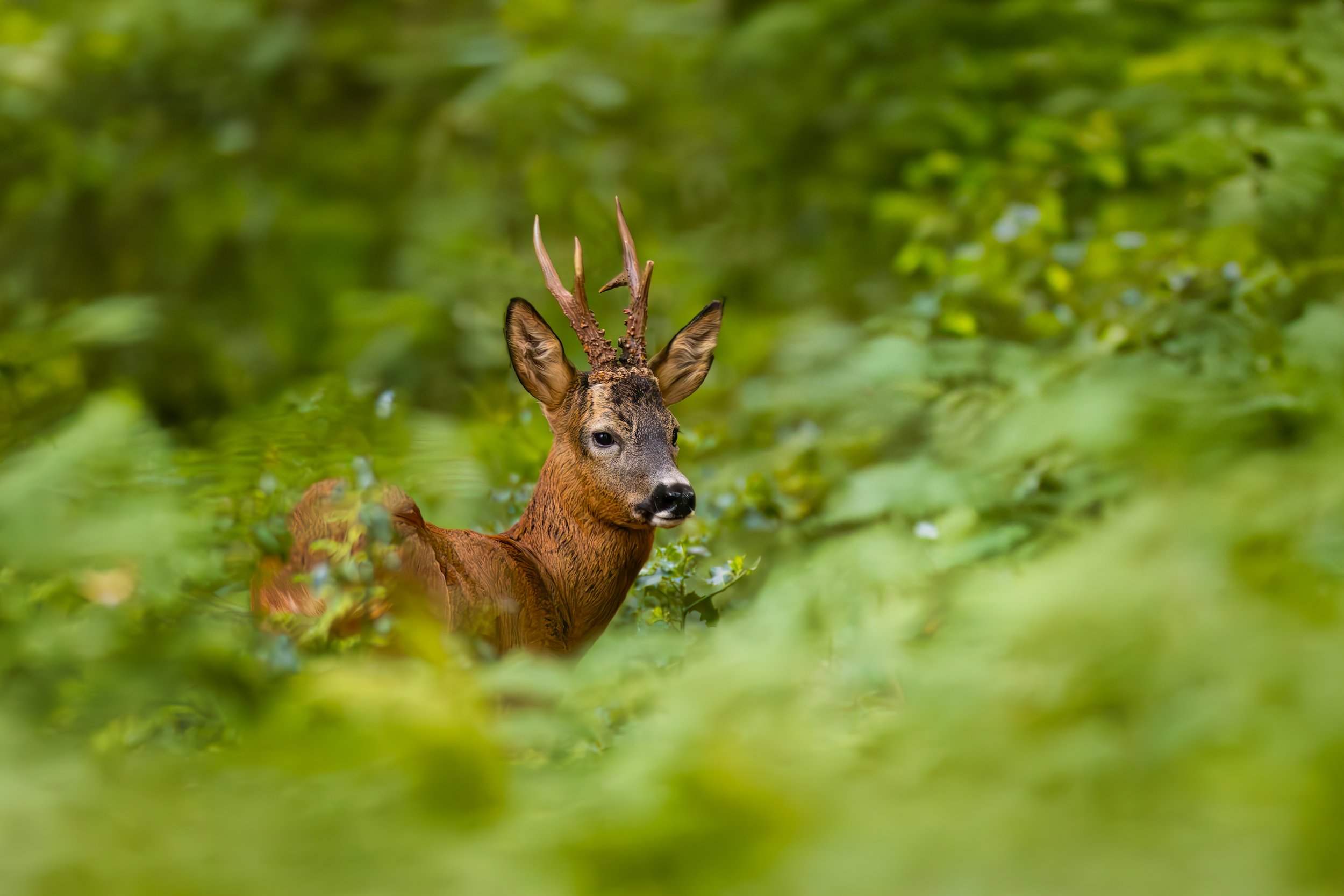 Roe Deer on an evening stroll