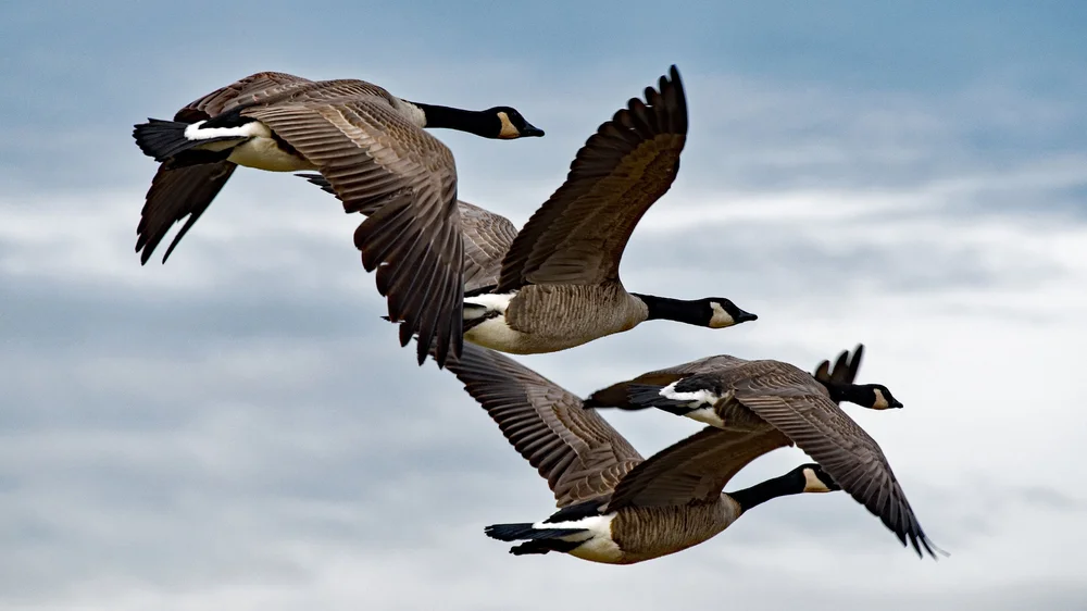 Birdsacre (Stanwood Wildlife Sanctuary)