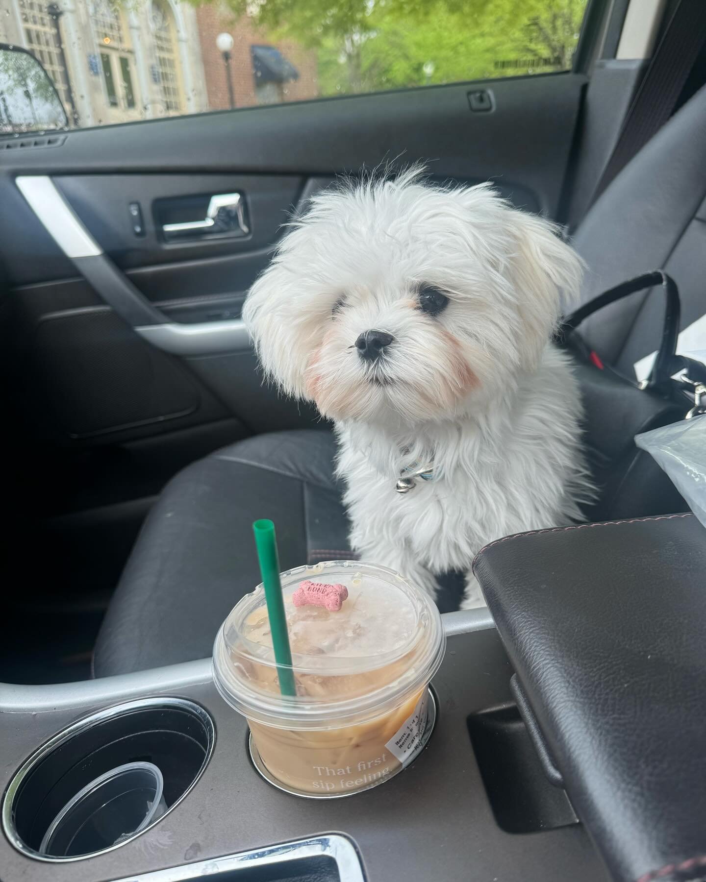 Happy Thursday!! We got our first dog treat at Starbucks and dude won&rsquo;t touch it! Lol! It&rsquo;s cheerios, cheese, or bust for this spoiled pup! It&rsquo;s gonna be a gorgeous weekend my angels! Stay Classy! 😉🫶🏼😘 #maverick #maverickthemalt