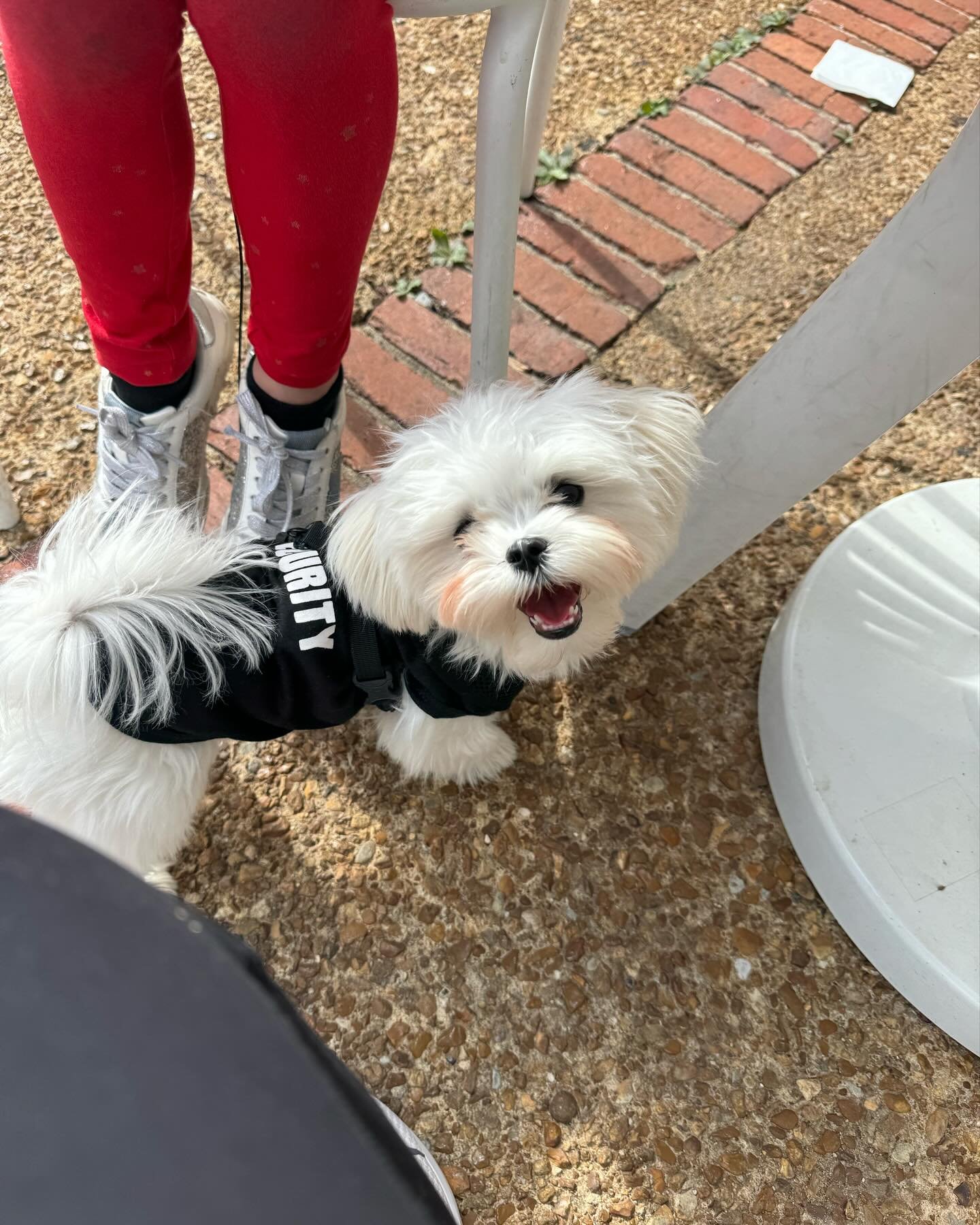 Happy Friday from Maverick the Maltese! We did security in Car Pool line and a watched over the kiddos while they had Frozen Yogurt! We love how much this little buddy loves to meet new people and get &ldquo;scratchies&rdquo; and &ldquo;belly rubs!&r