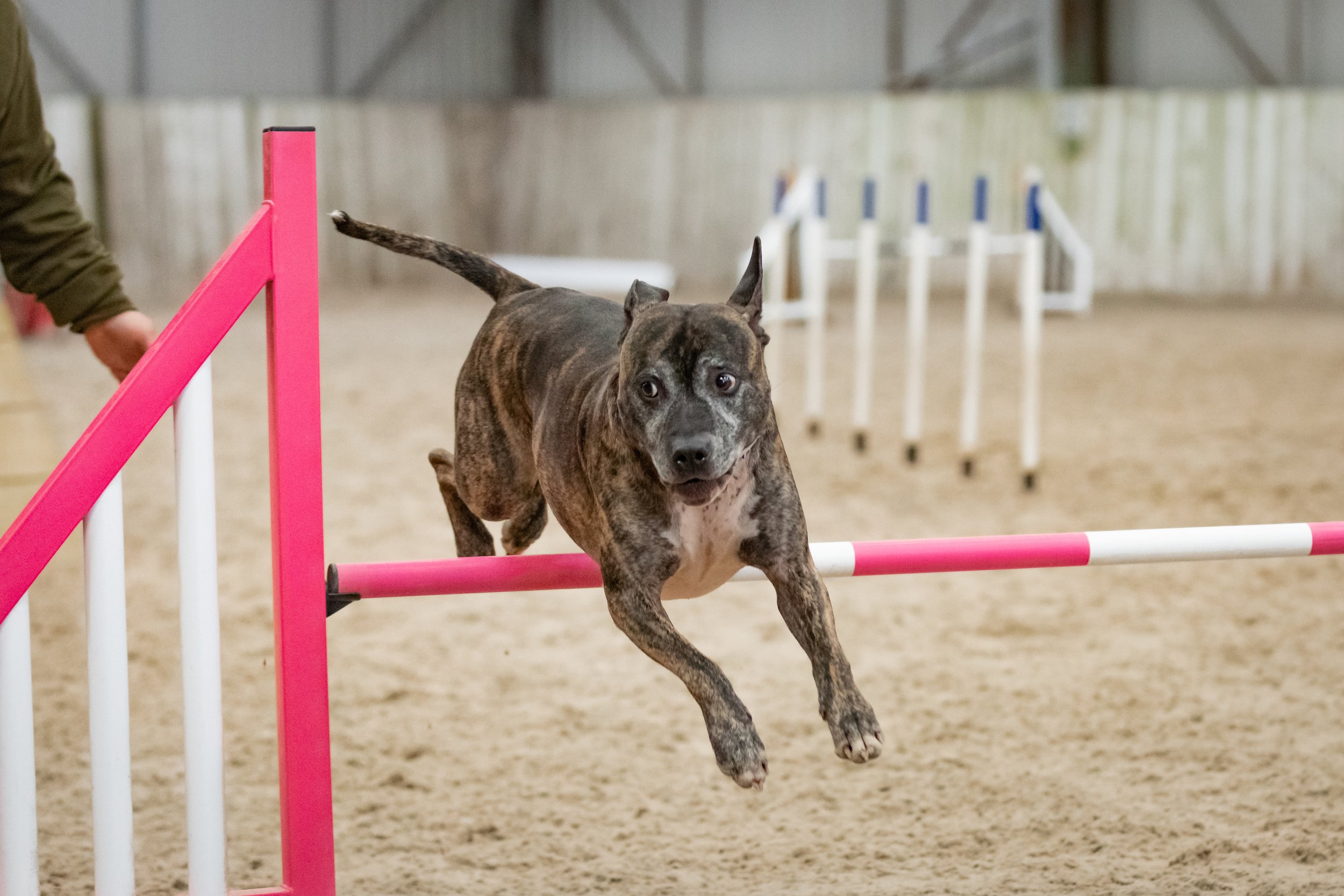 Half Moon Agility Show