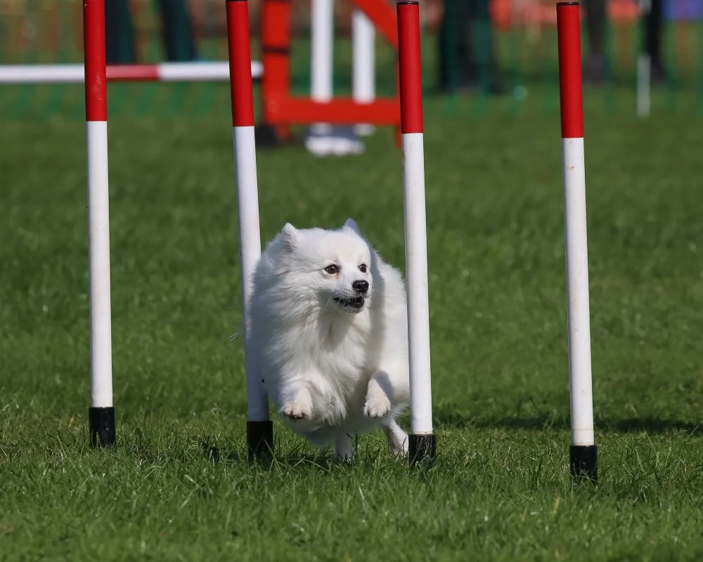 Little Orchard Dog Training Academy -Camp