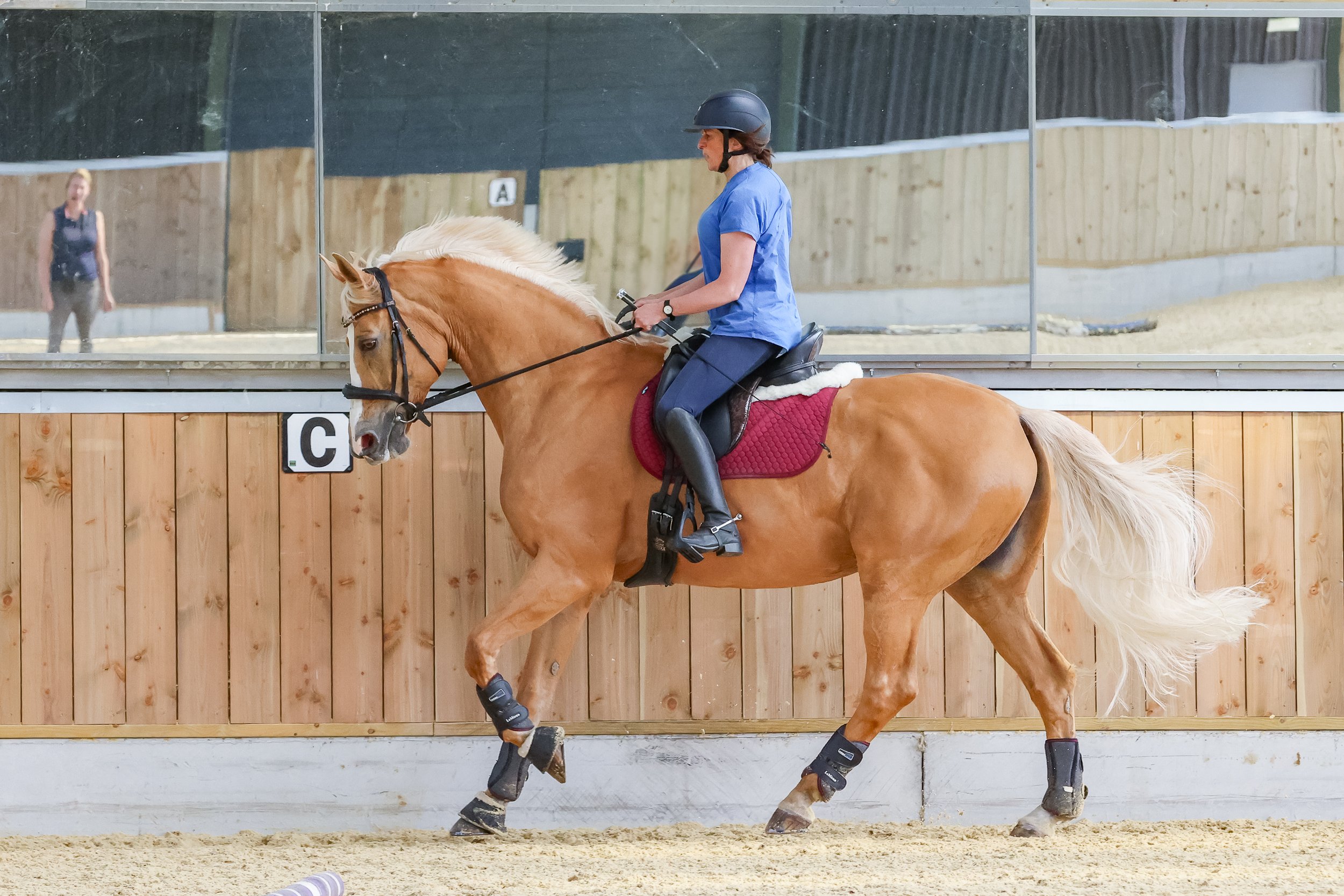 Sally Bell Dressage Camp