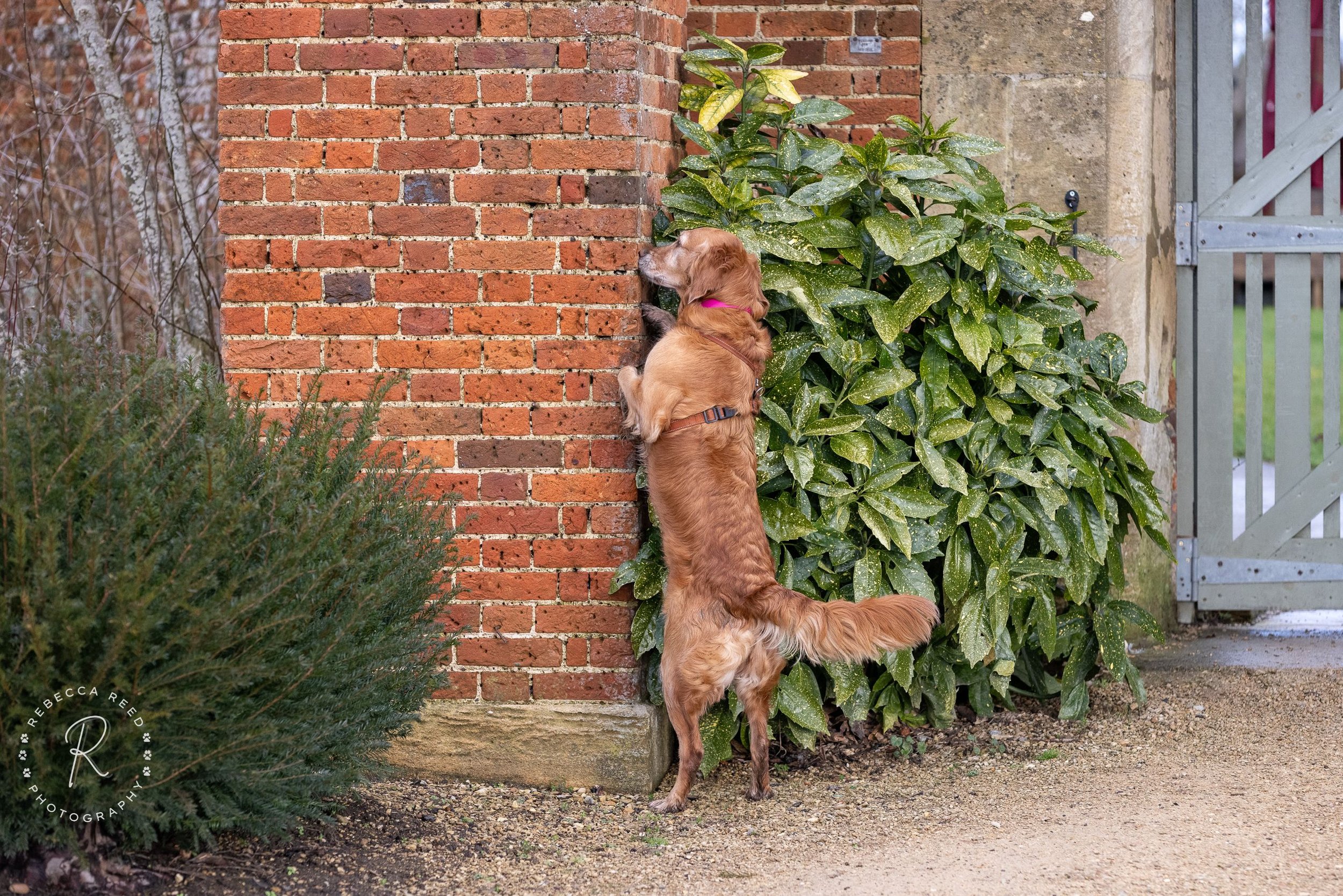 Detection Dog Trials Championships