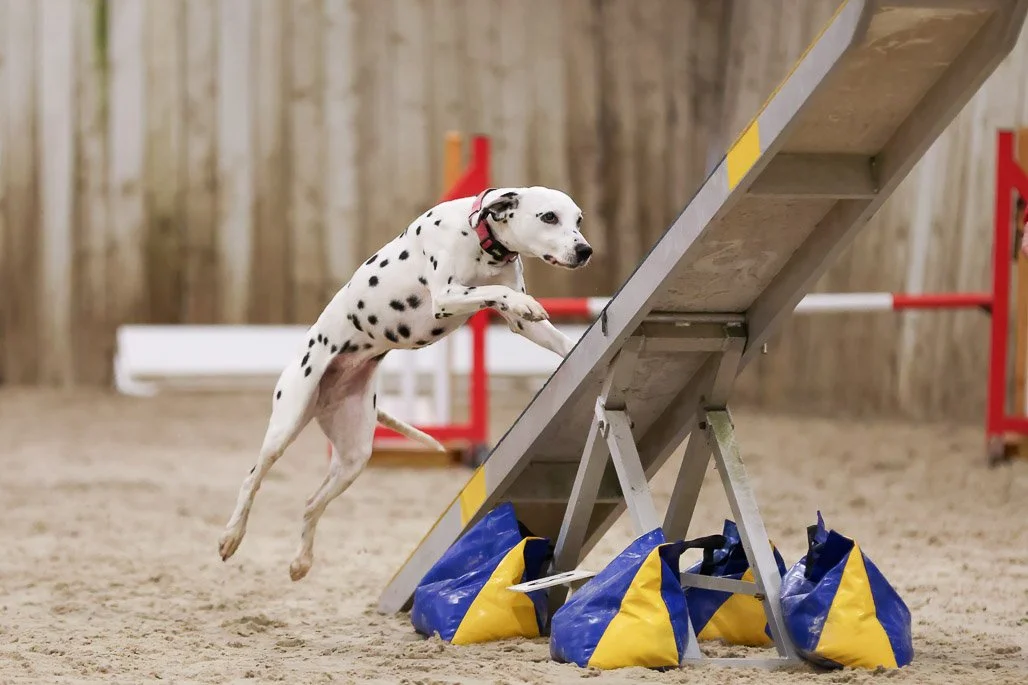 Half Moon Agility Show 