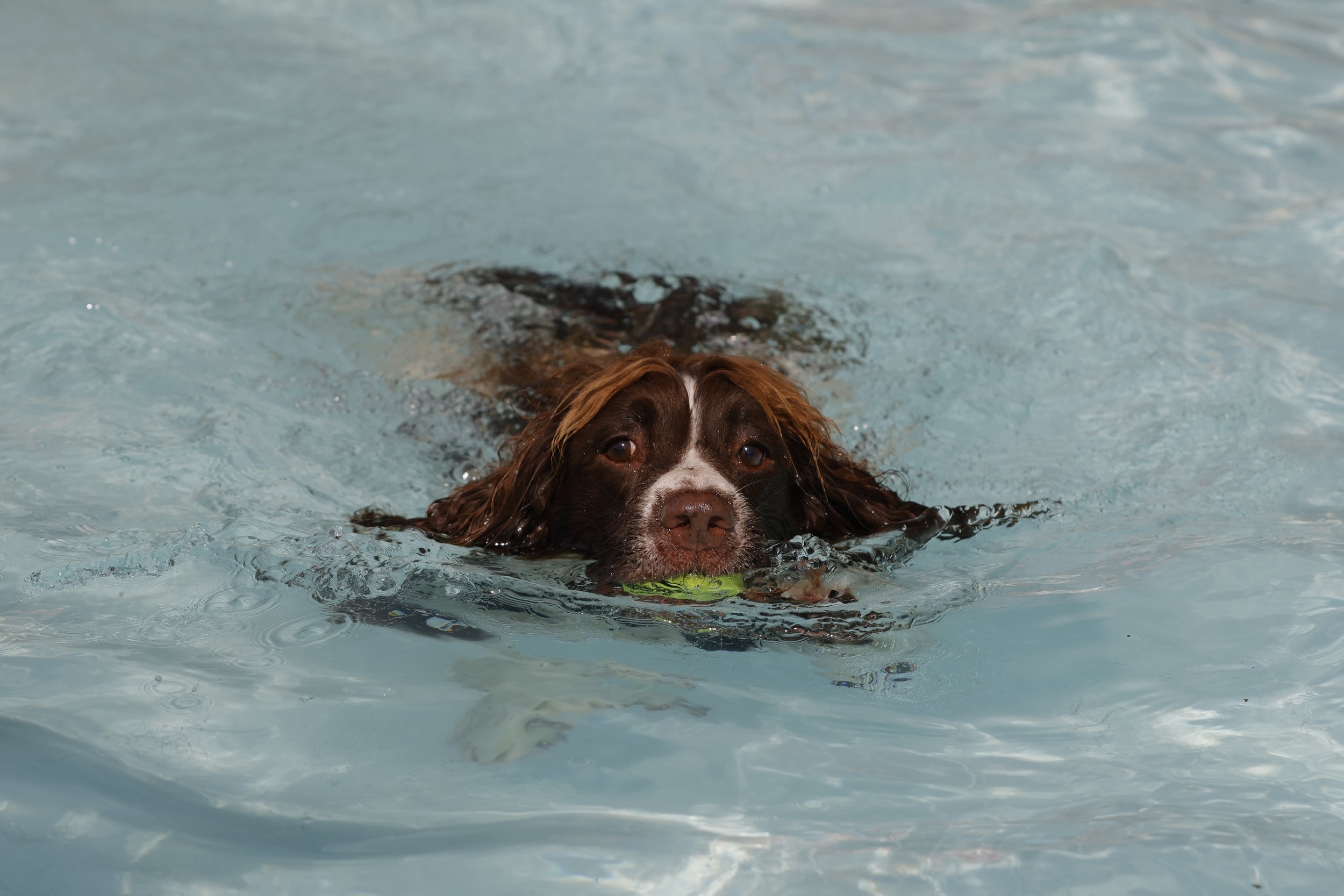Shepton Mallet Lido Dog Swim
