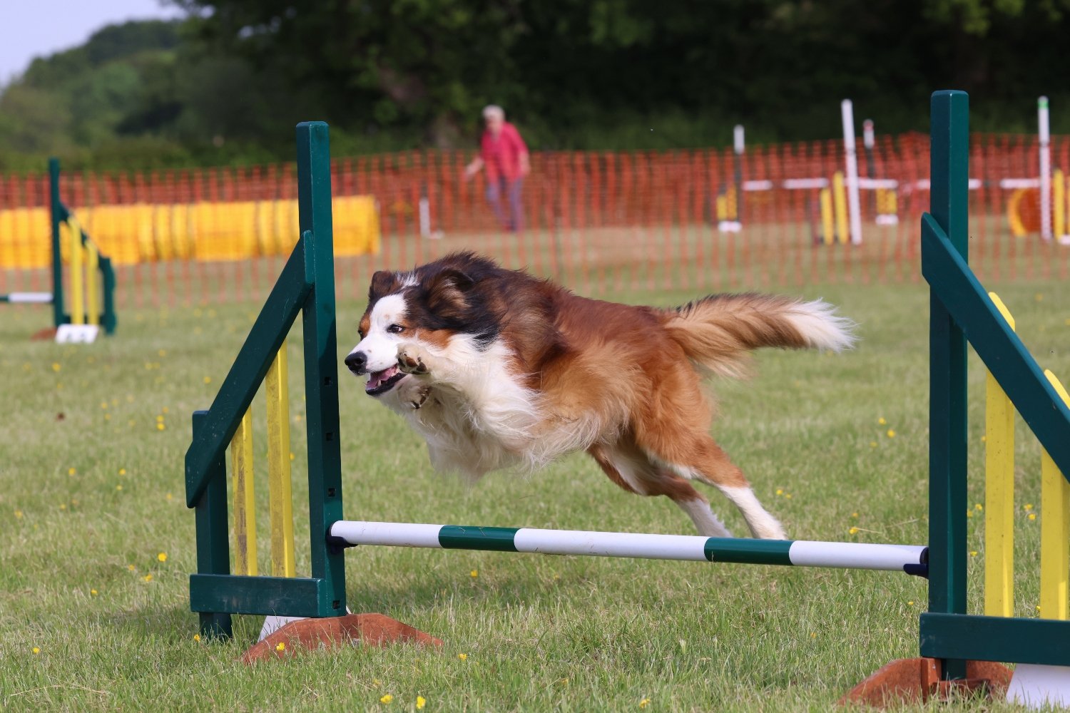 Blackdown Agility Show