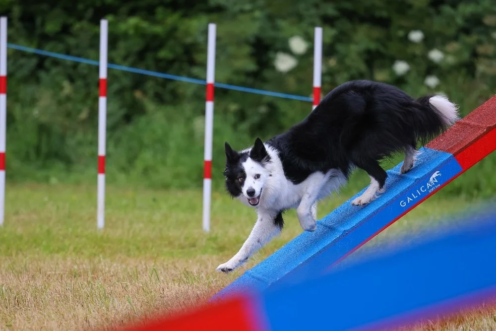 A black and white Collie running down a bright blue and red dog walk, looking straight at the camera. The dog has three paws in a trotting position, with its right paw outstretched.