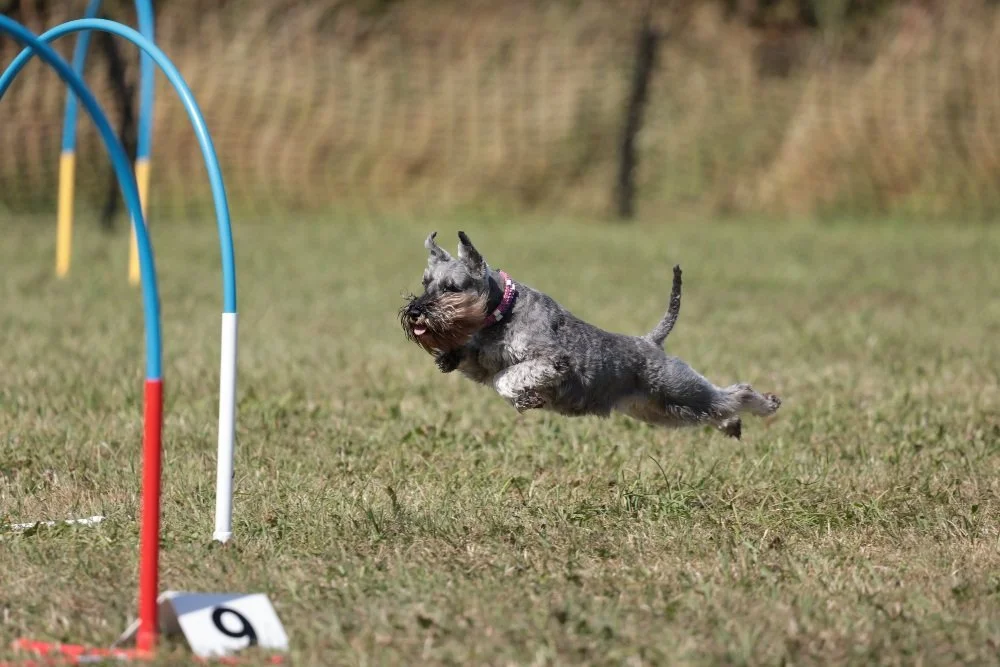 A little grey Schnauzer-type dog leaps through the frame towards a green and white Hoopers obstacle numbered "9". All four legs are off the floor as the dog enthusiastically runs through the frame.
