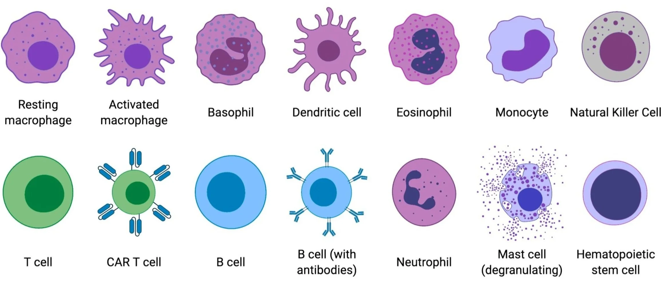 Immune system — Immunopathology