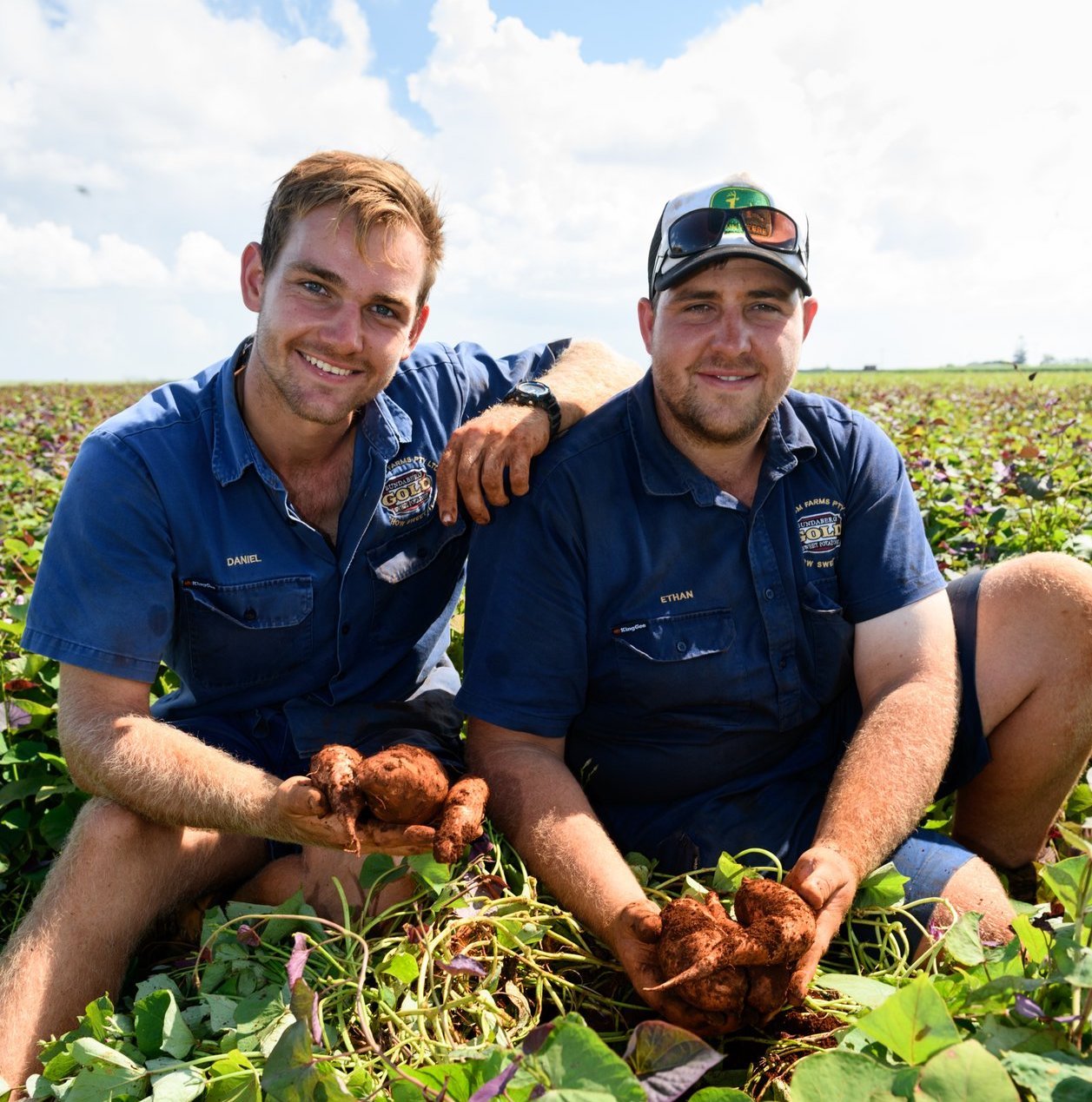 Two smiling men in blue work shirts sit in a lush sweet potato field under a sunny sky. Both are holding freshly harvested sweet potatoes with dirt still on them, showcasing their work.