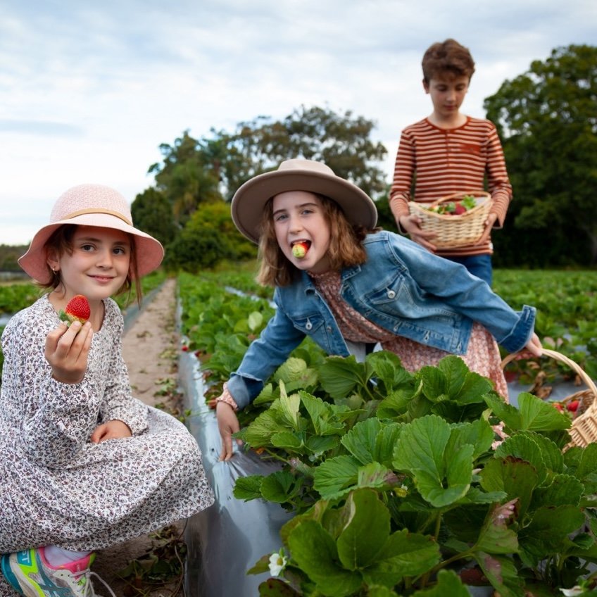 Three children picking strawberries in a field. Two girls in the foreground are smiling; one is holding a strawberry, and the other is playfully biting into one. Both are wearing hats and casual clothes. A boy in the background, dressed in a striped shirt, is carrying a basket full of strawberries.
