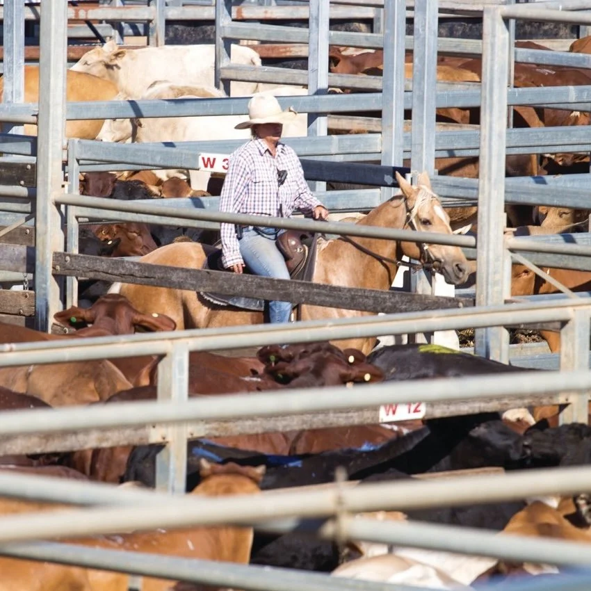 A stockman wearing a cowboy hat and checkered shirt rides a palomino horse through a network of metal cattle yards filled with livestock. The cattle, marked with identification tags, are enclosed within the pens, while the rider navigates through the fenced pathways.