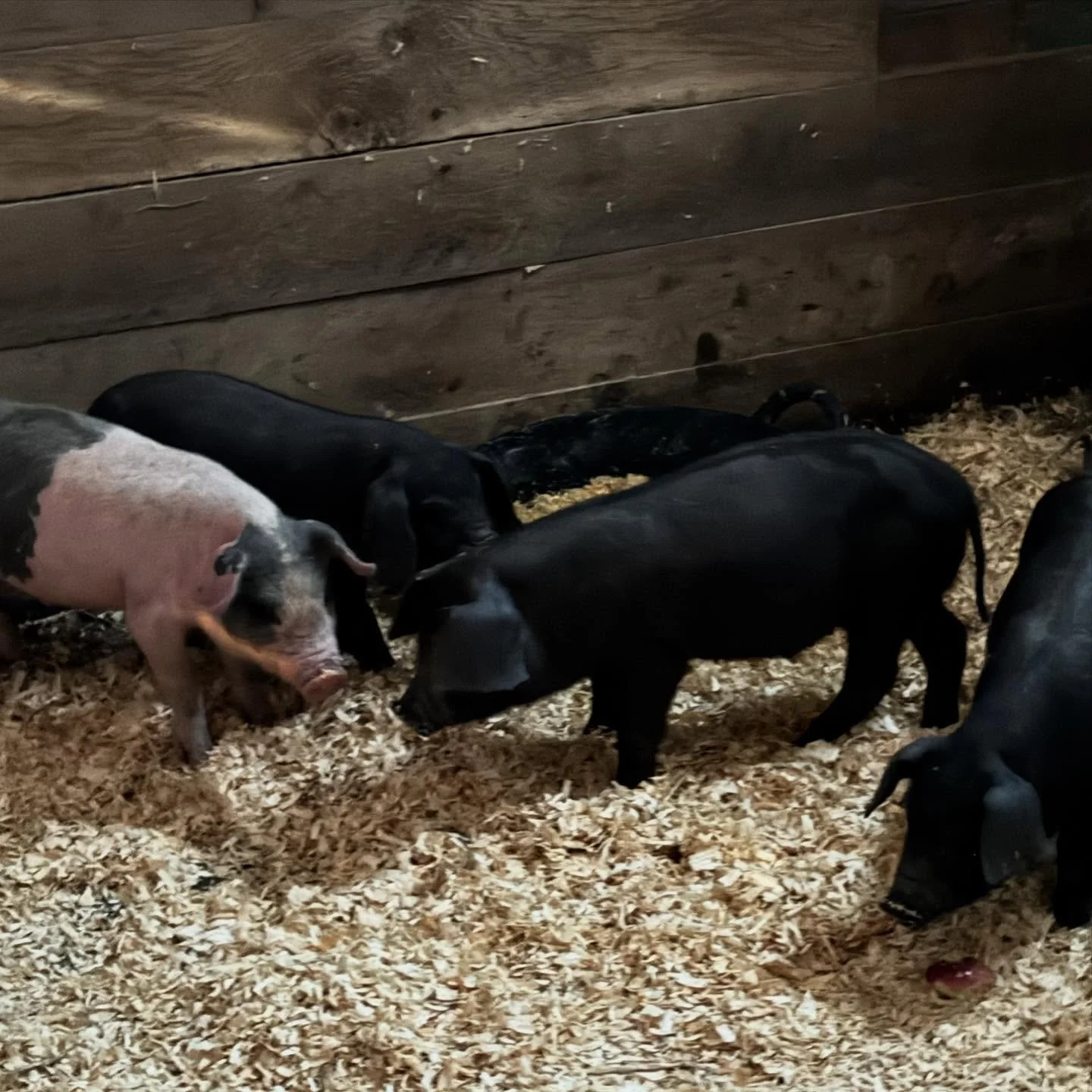 Here we go again! Piglets courtesy of @klhallowfarm and look amazing! They are settling in nicely in a barn stall until they are ready to forage around my acreage! Stay tuned!
#𝚟𝚎𝚛𝚖𝚘𝚗𝚝 #𝚟𝚎𝚛𝚖𝚘𝚗𝚝𝚕𝚒𝚏𝚎 #𝚟𝚎𝚛𝚖𝚘𝚗𝚝𝚕𝚒𝚟𝚒𝚗𝚐 #𝚜𝚘