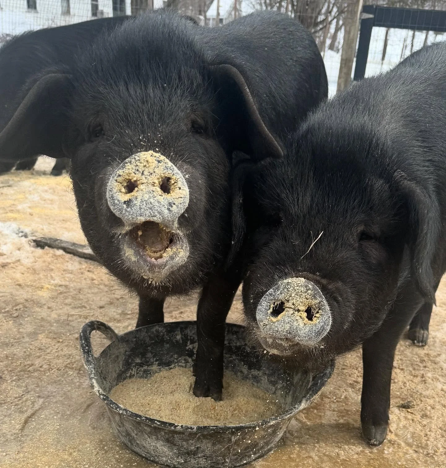 Winter has been long and cold, but we’re coming out of it! Stay tuned for all the updates about Maple Festivals, Spring Flings and all the full schedule of Spring/Summer Farmers Markets!
#🅥🅔🅡🅜🅞🅝🅣 #🅥🅔🅡🅜🅞🅝🅣🅛🅘🅕🅔 #🅥🅔🅡🅜🅞🅝🅣?