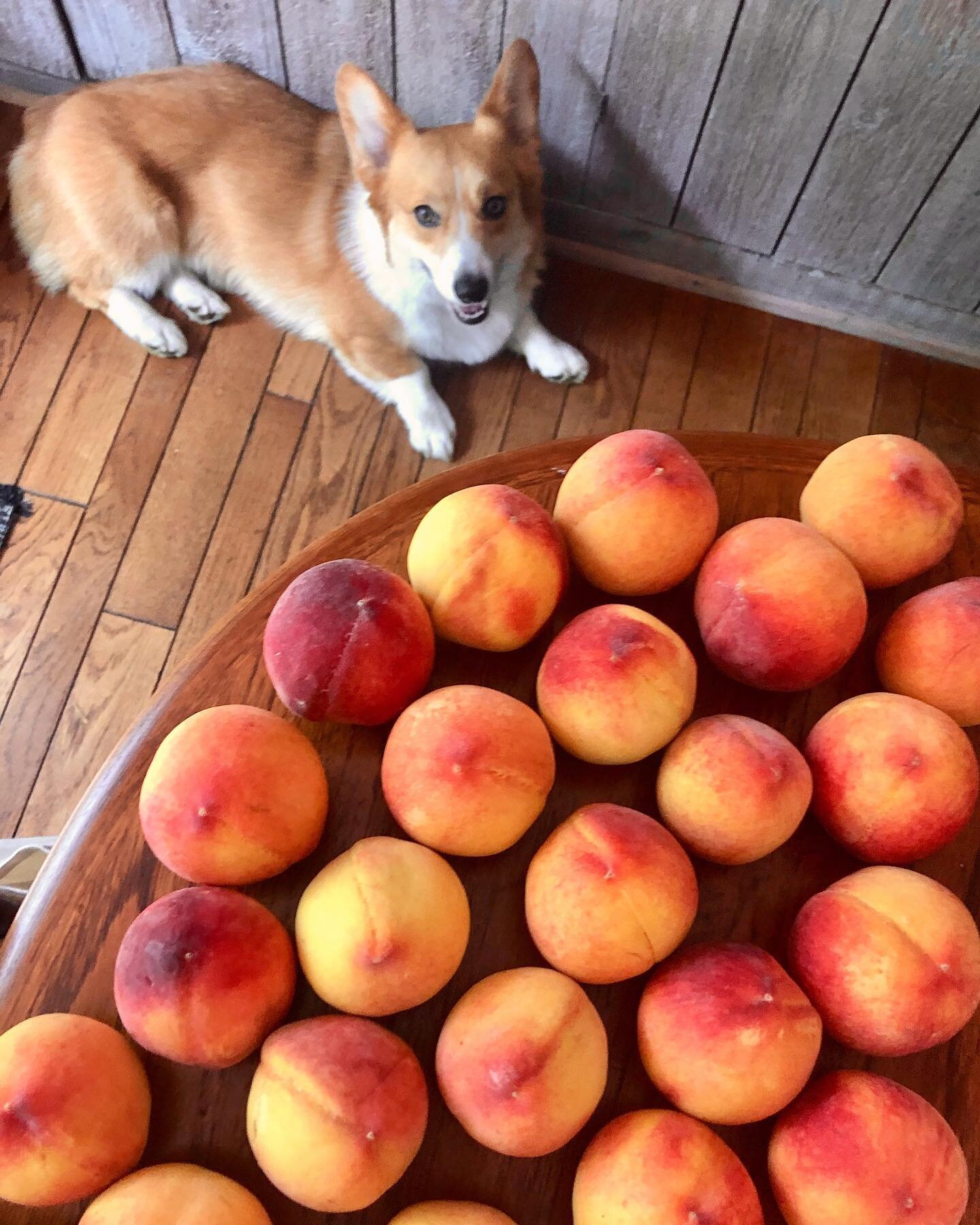 Lots of 🍑 within reach&hellip;

#summertime #peach #corgisofinstagram #corgi #corgibutt #dogdaysofsummer #peachseason #dogsofinstagram