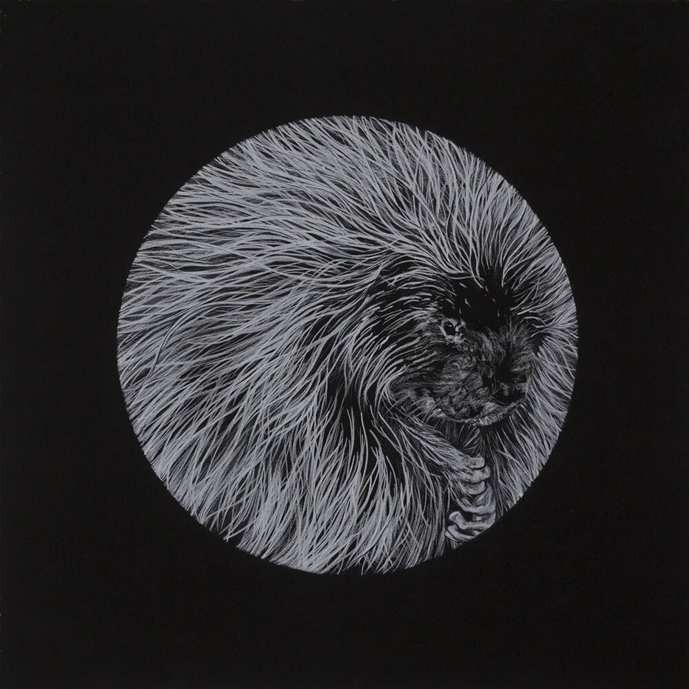 04_Things coming into being_porcupine_WEB.jpg