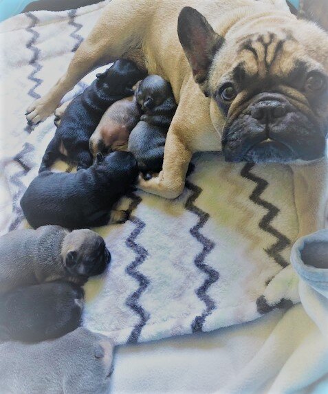 daisy and pups .jpg