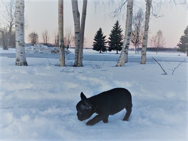 romo in alaska.jpg