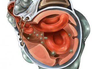 Nanoparticle Drug Delivery