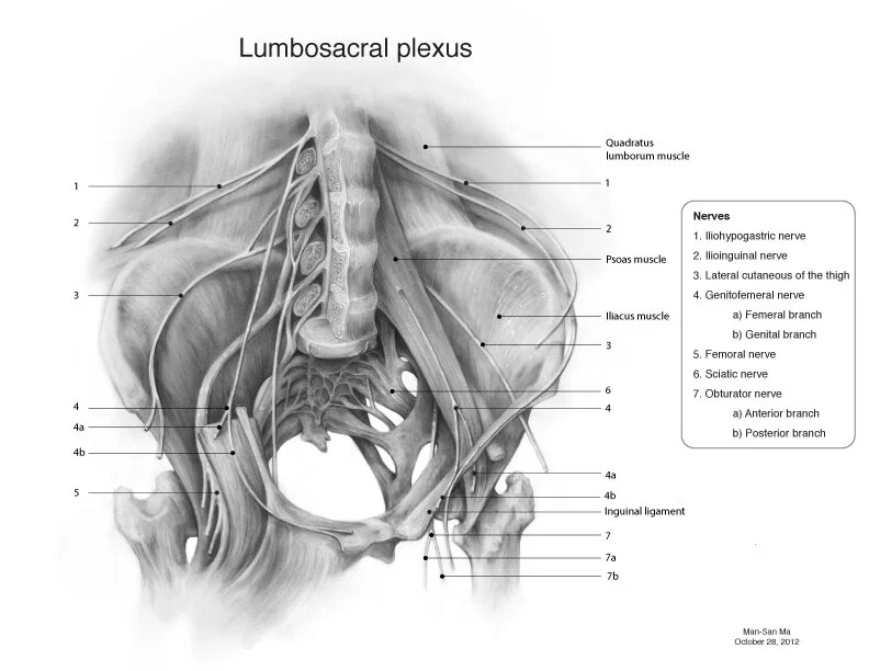 Lumbosacral Plexus