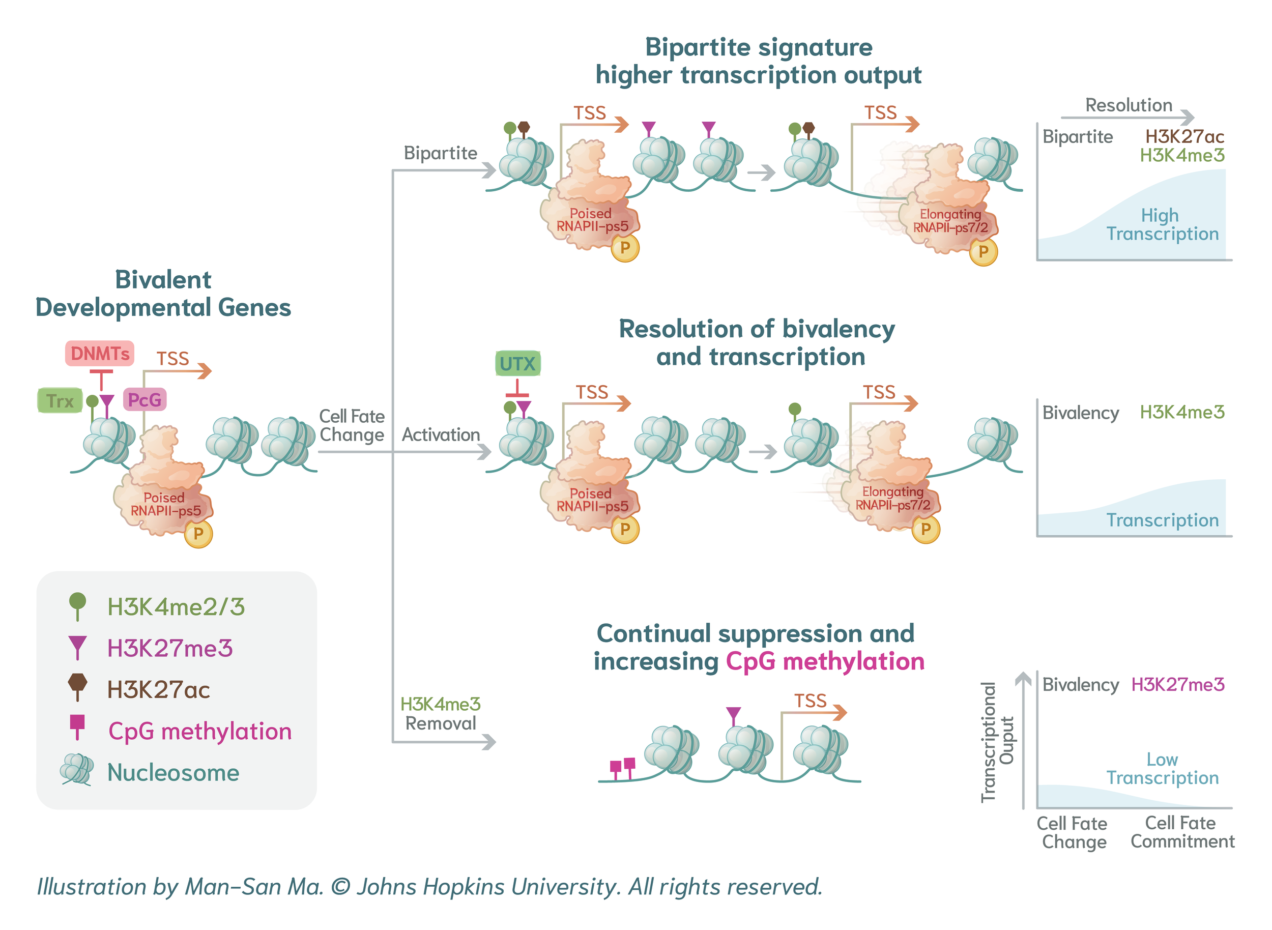 From chromatin dynamics to brain disease: Polycomb-Trithorax mechanisms in neurodevelopment