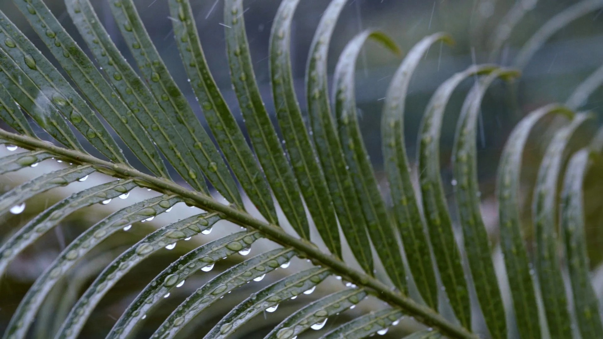 CRY25 - Full Version 2.00_07_38_06.Still083.jpg