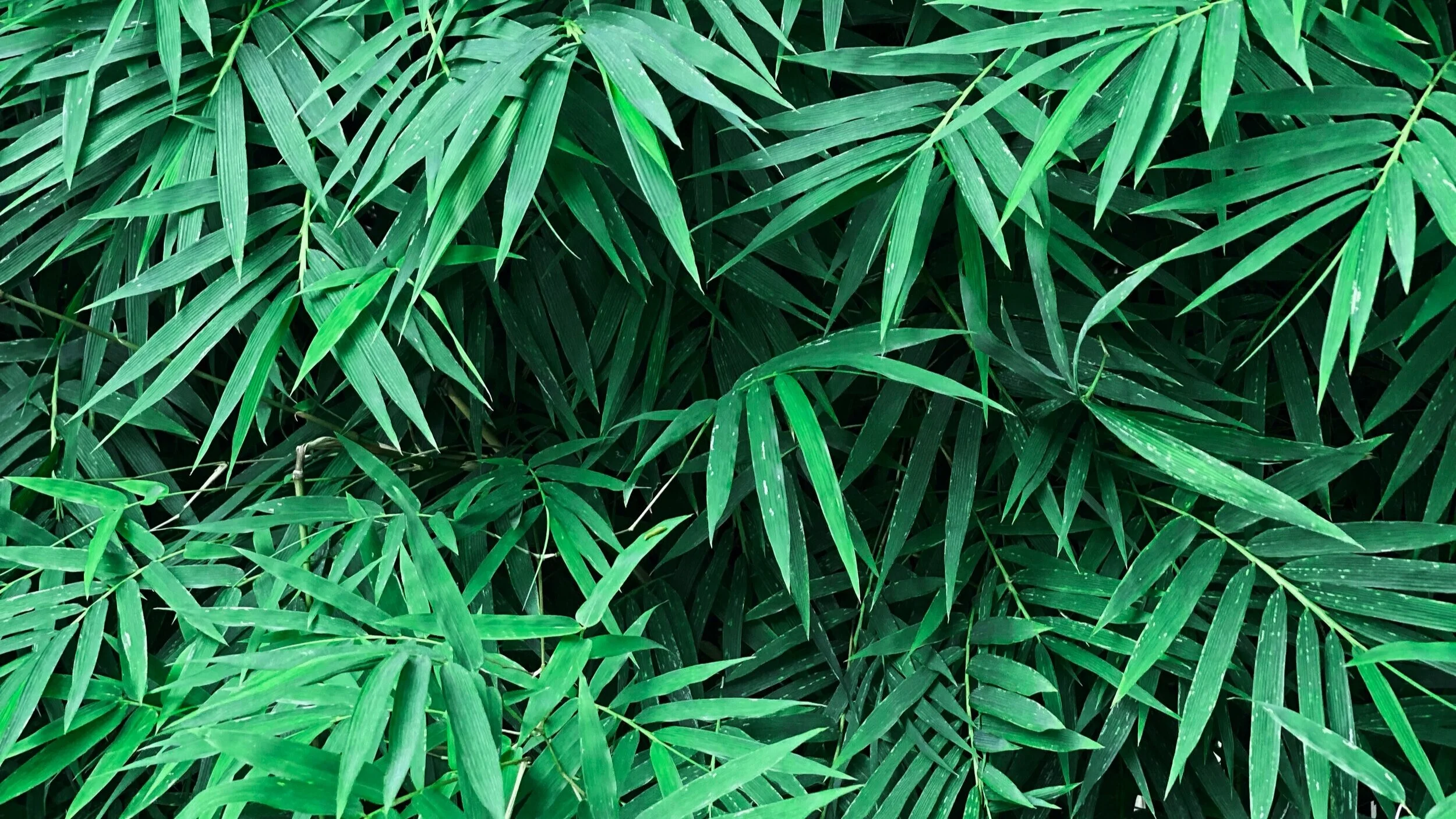 Bamboo.jpg