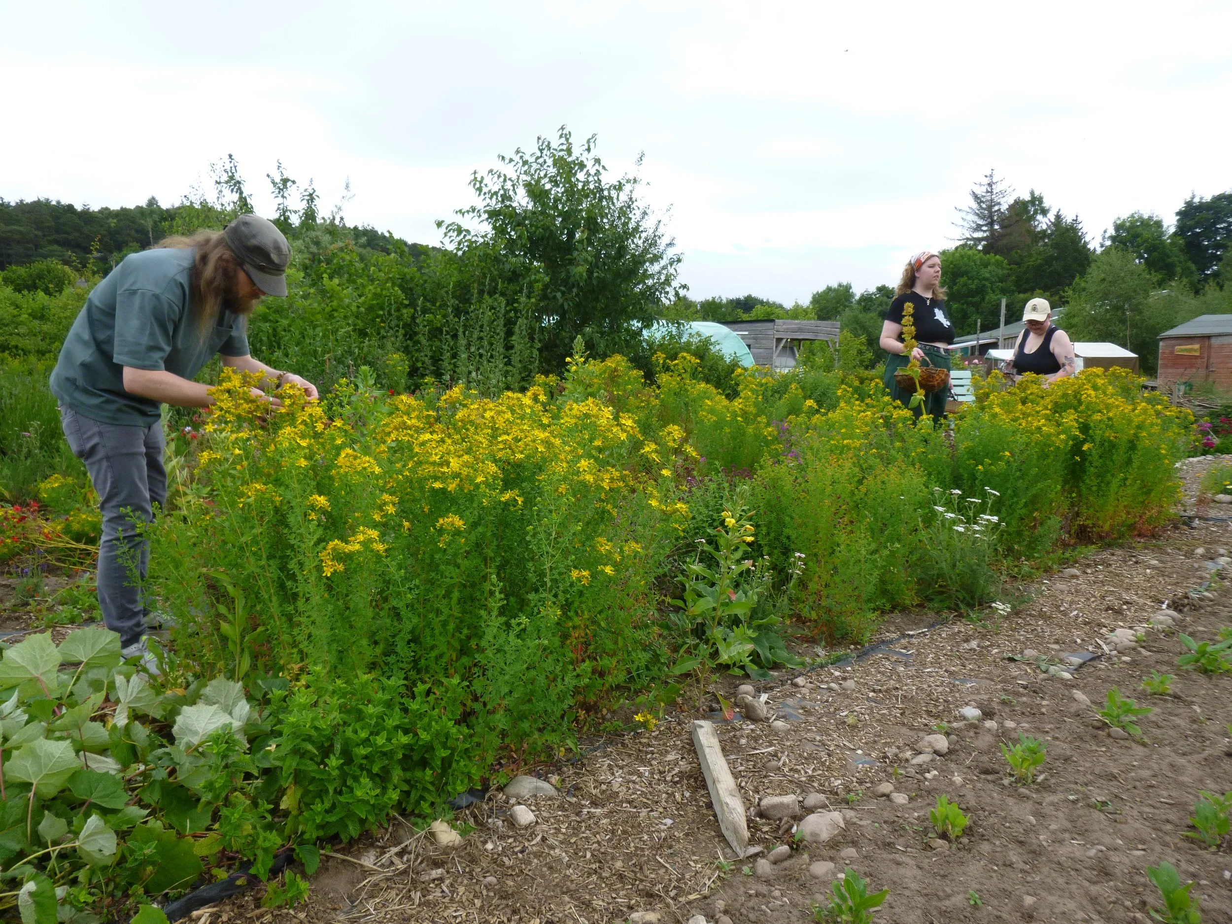 Lean about natural dyes