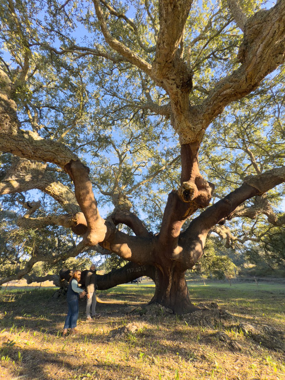 Sobreira Grande. Vale do Pereiro. Alentejo - Portugal. Coleção FC