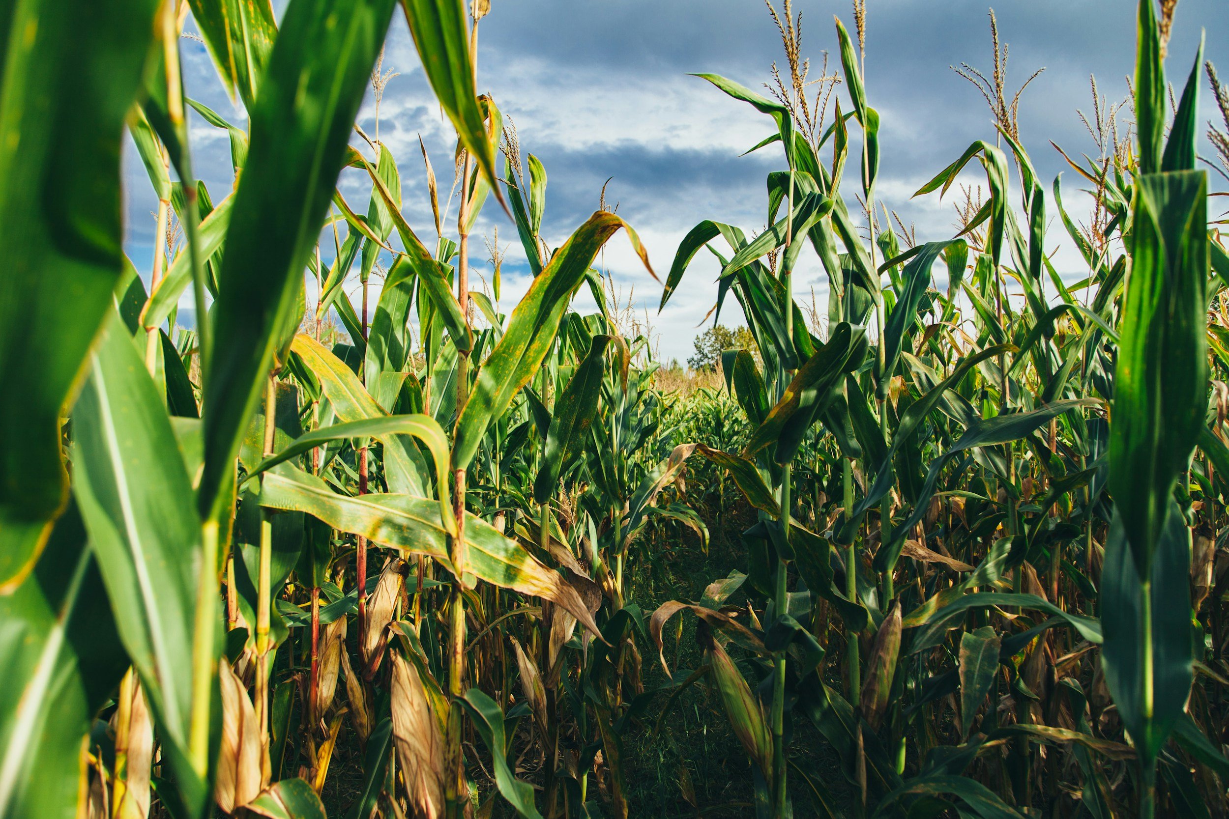 Synod Youth | Corn Maze
