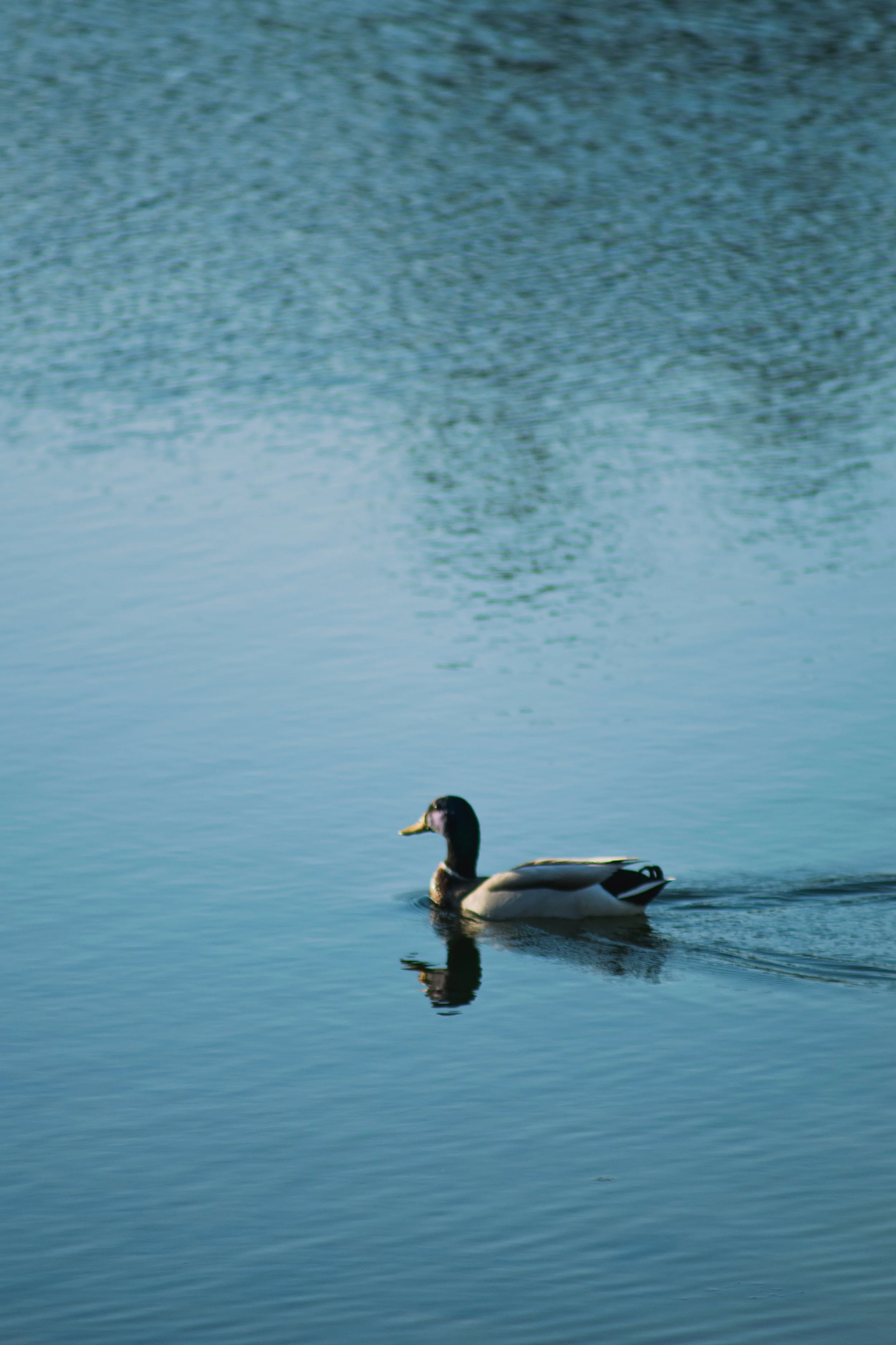 DSC_0536.jpg