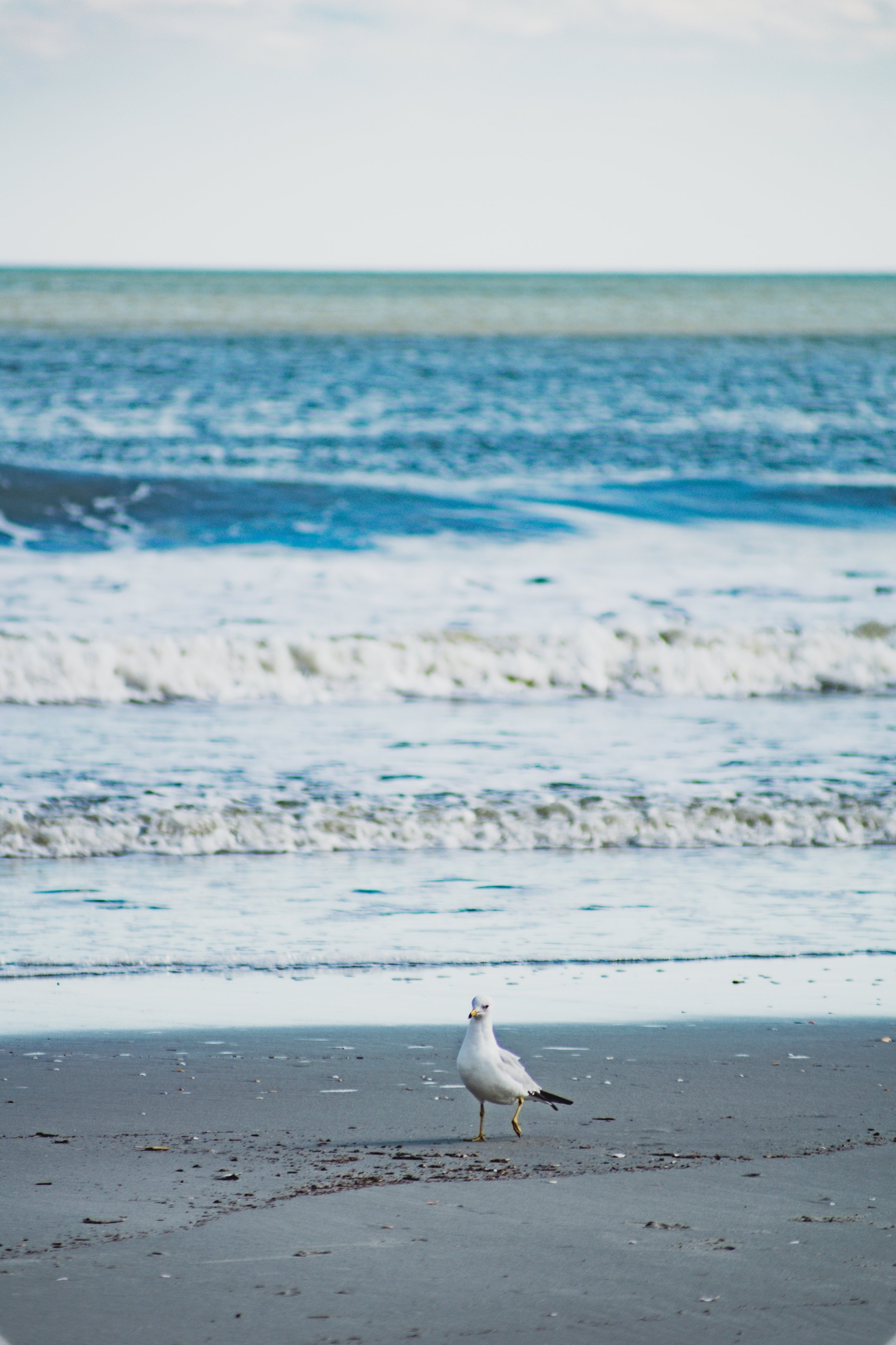 DSC_0458.jpg