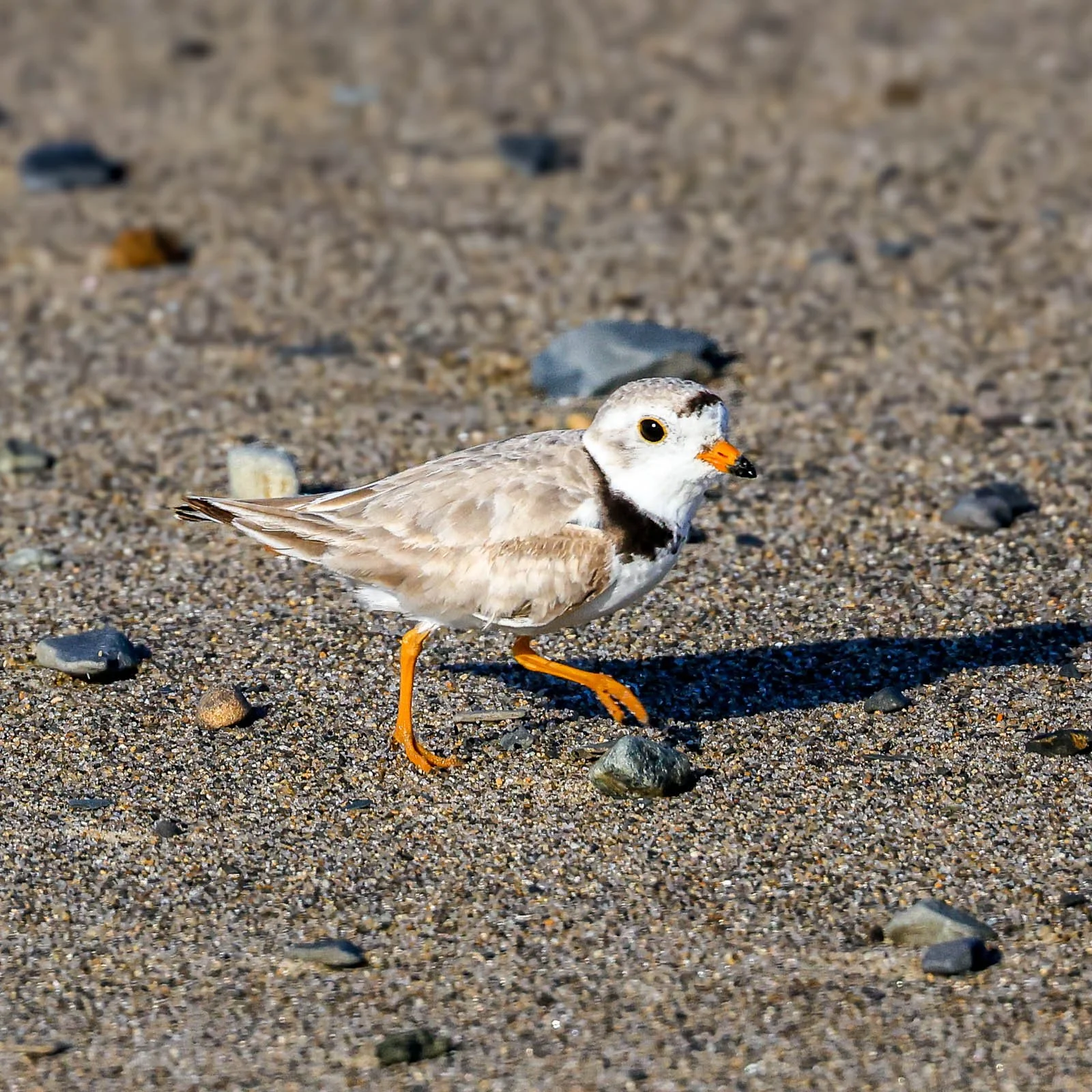 Our real mascot running free in Kennebunk 