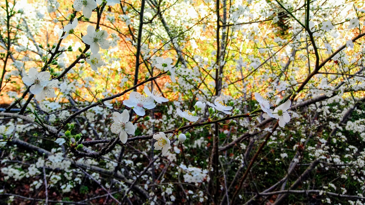 Poem: Spring is Not