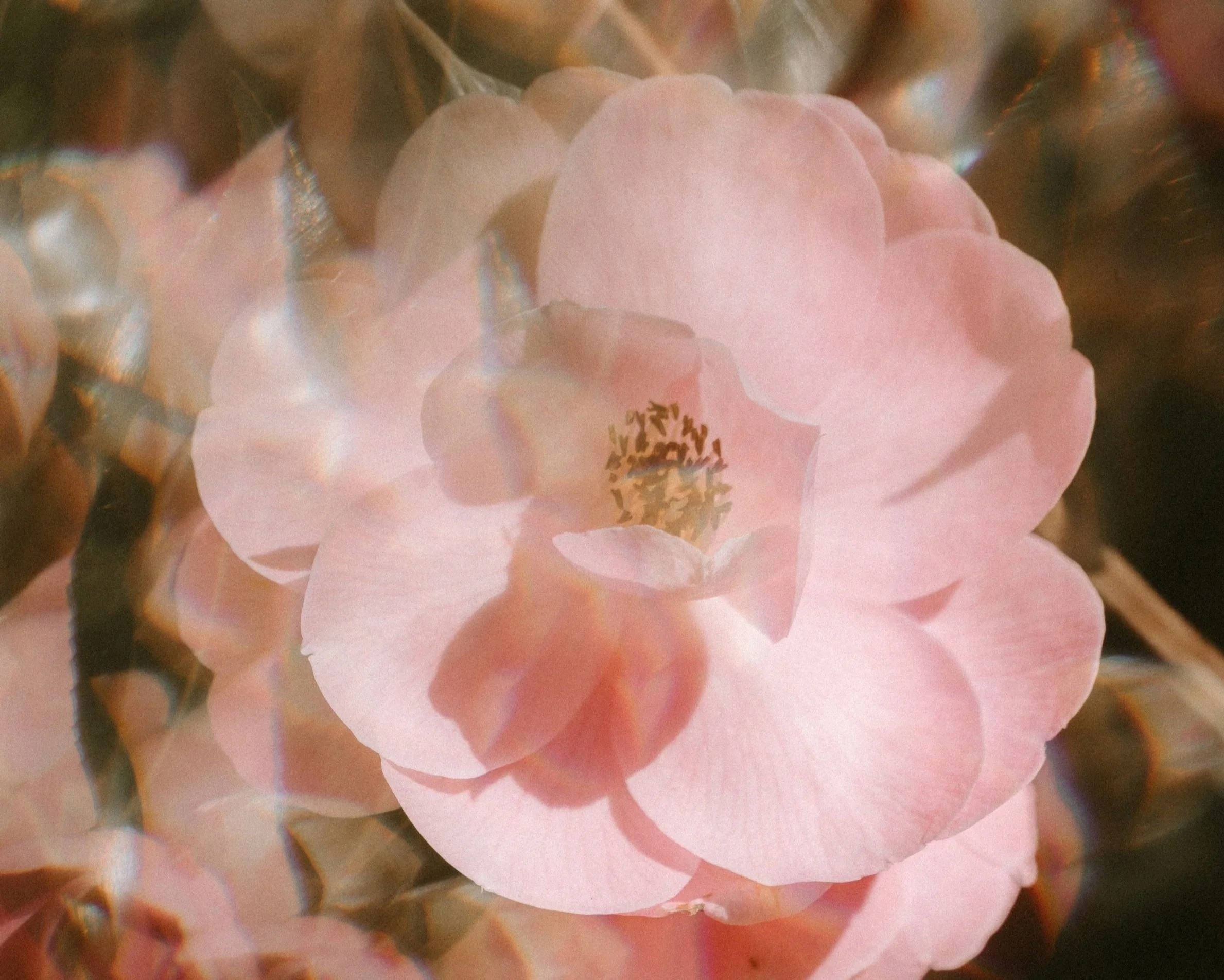 pink rose, sun hitting it creating a blur effect