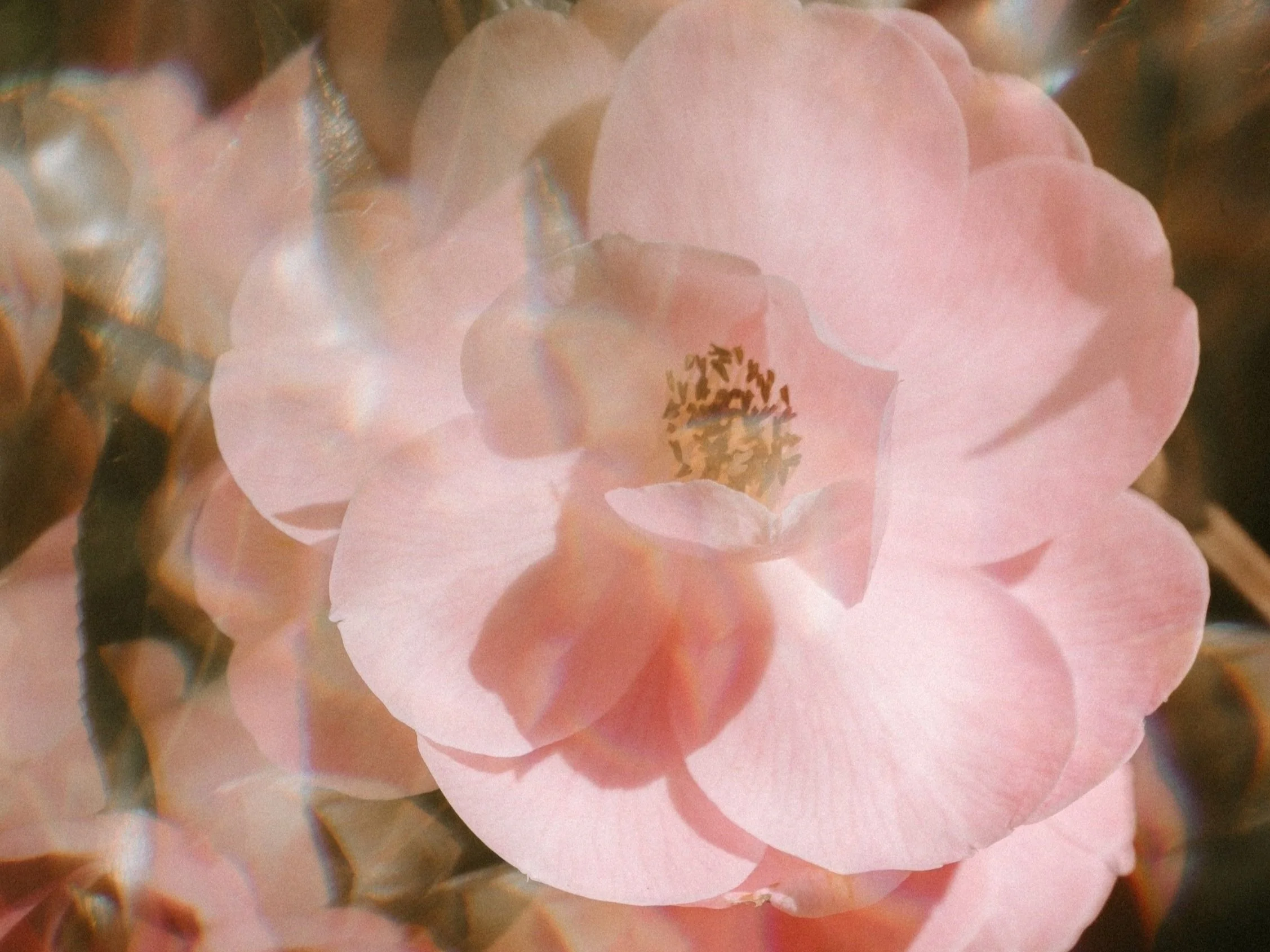 close up of pink rose with the rose pistils in the center