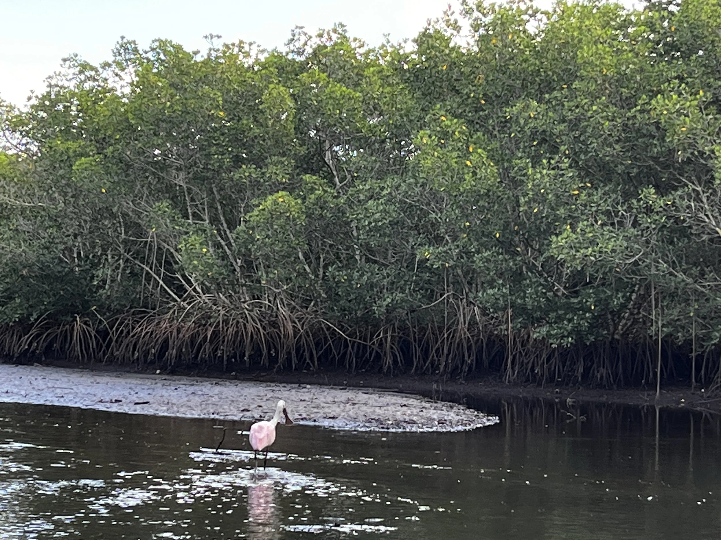 Roseate Spoonbills, Great Egrets, Pelicans and more make this trip a birdwatcher's paradise. 
