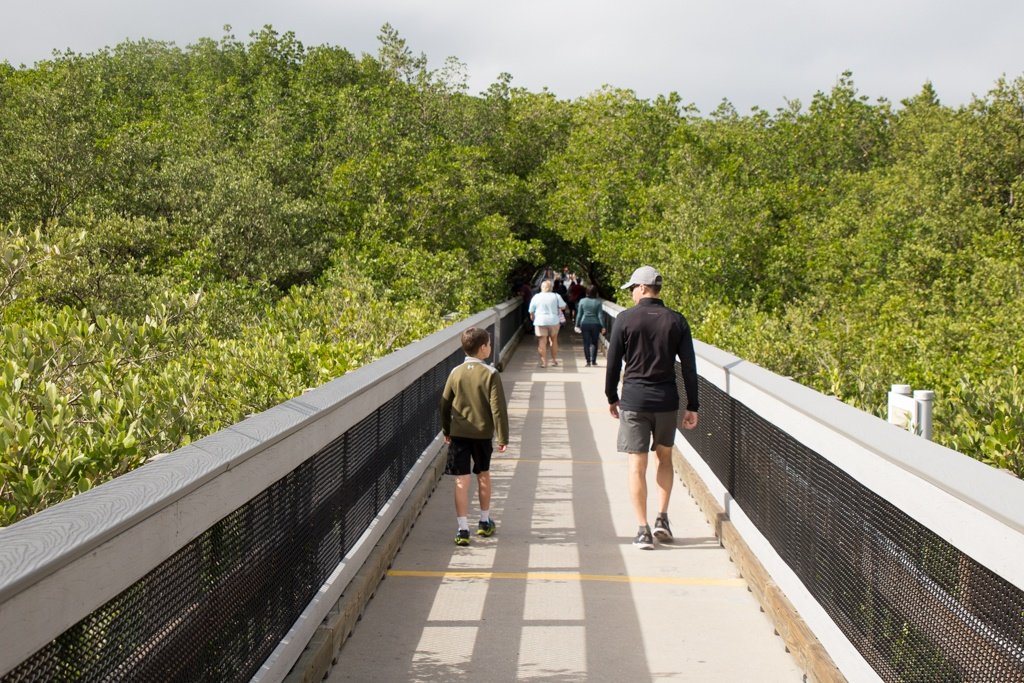 teco-manatee-viewing-boardwalk-6428.jpg