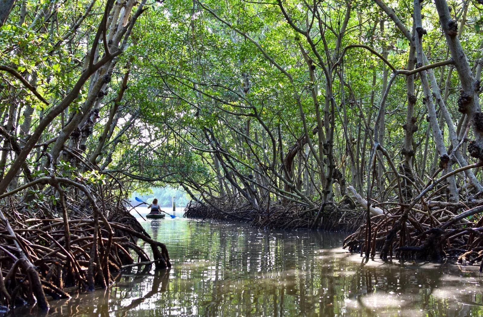 Lido-Key-kayak-tours-Sarasota-FL.jpg