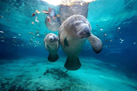 manatee_viewing_center_2015_auKx7w8.jpg