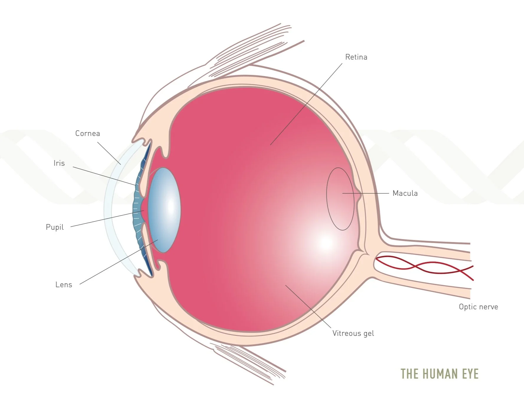 Article diagram of the human eye, Search magazine, Spring 2019, Vol. 12, No. 1 (The Jackson Laboratory)