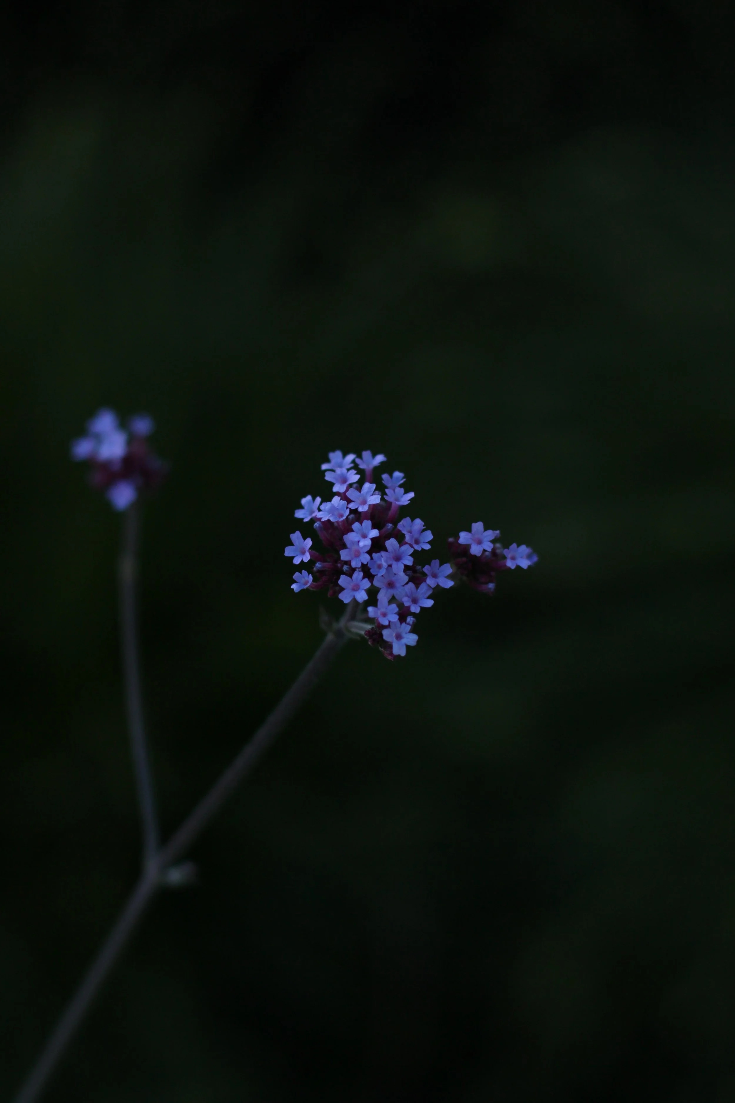 IMG_9940.JPG