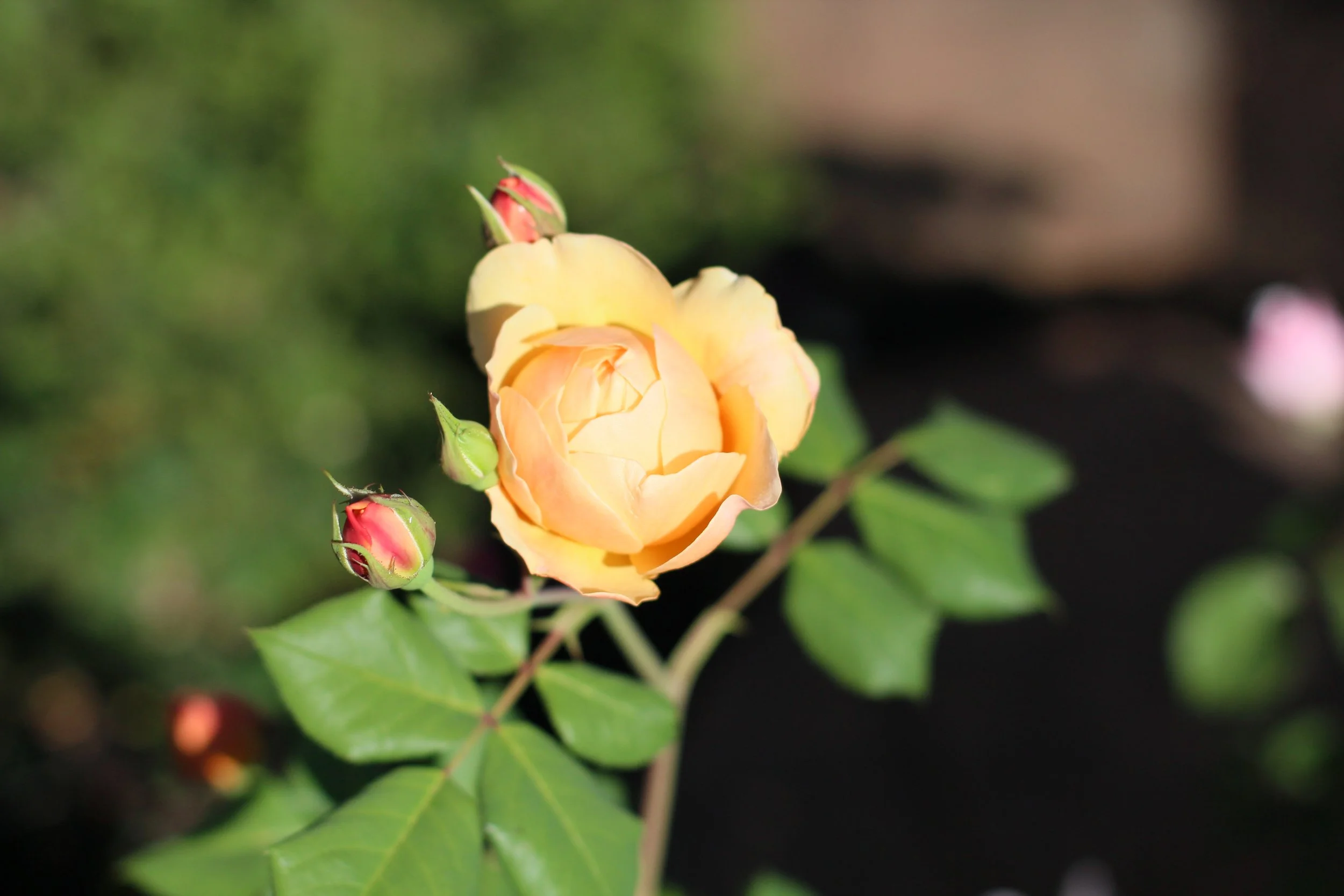 IMG_9876.JPG